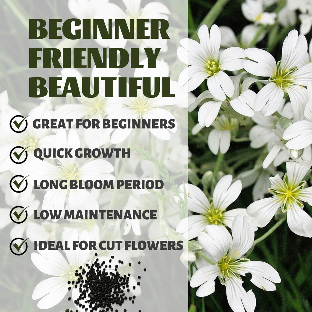 Baby's Breath Covent Garden Gypsophila Seeds White flowers with text highlighting features like 'Great for Beginners', 'Quick Growth', 'Long Bloom Period', 'Low Maintenance', and 'Ideal for Cut Flowers'.