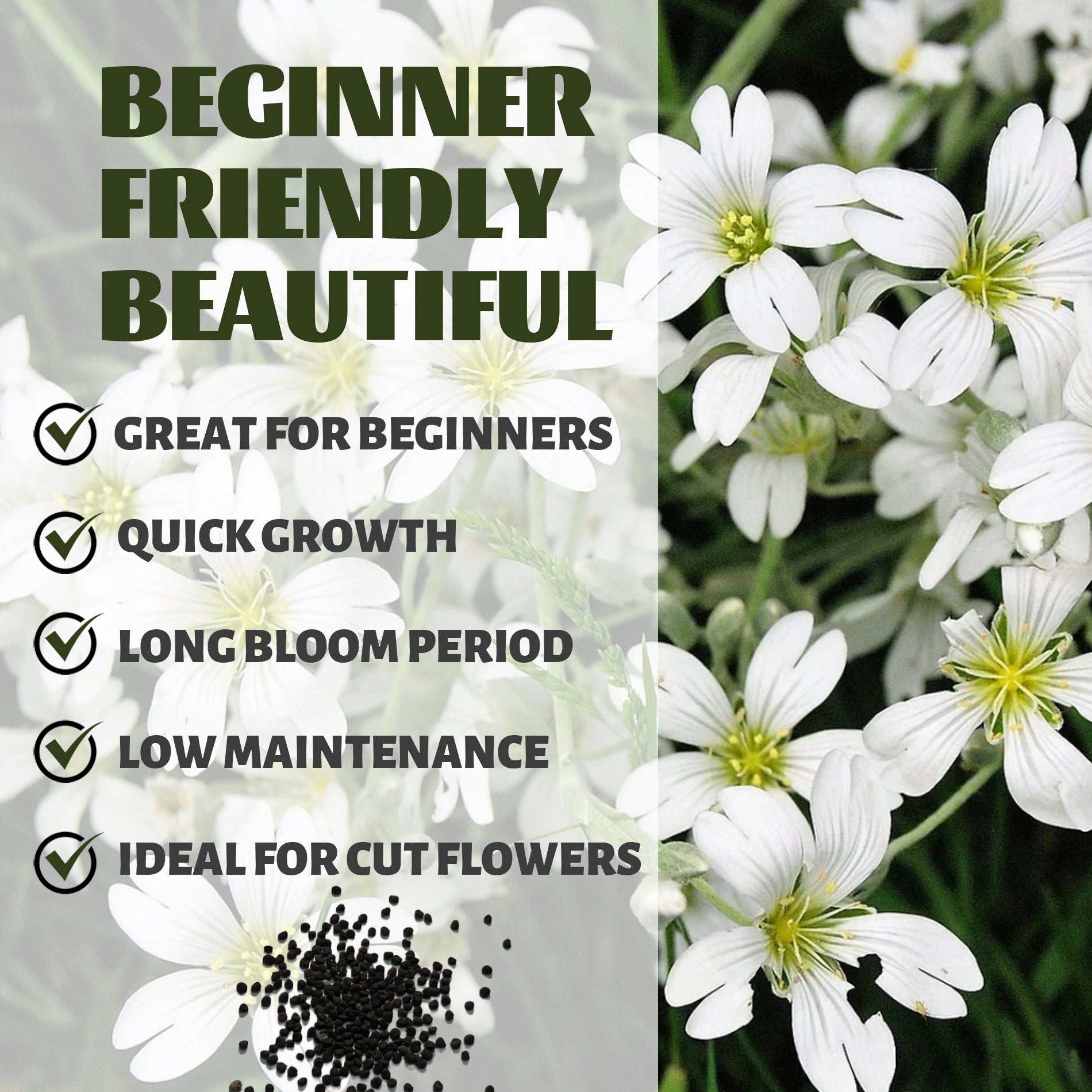 Baby's Breath Covent Garden Gypsophila Seeds White flowers with text highlighting features like 'Great for Beginners', 'Quick Growth', 'Long Bloom Period', 'Low Maintenance', and 'Ideal for Cut Flowers'.