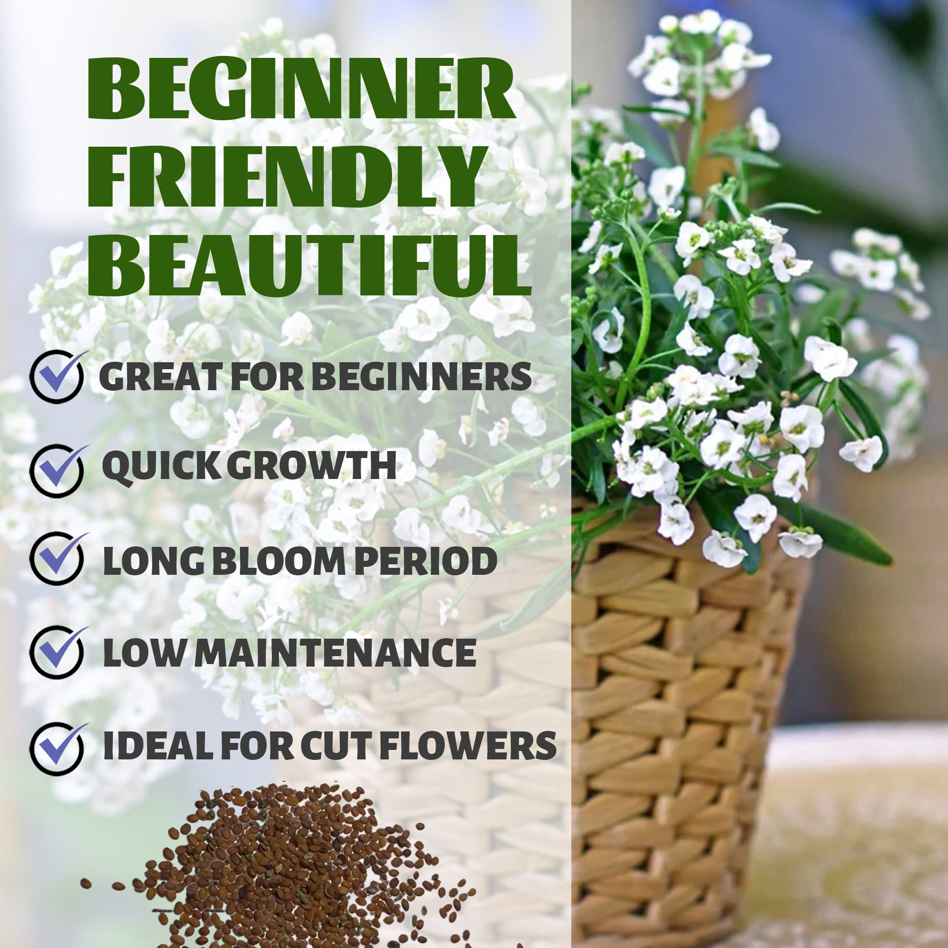 Sweet Alyssum Groundcover White Alyssum Seeds.Floral arrangement in a woven basket with text about plant characteristics on a blurred floral background