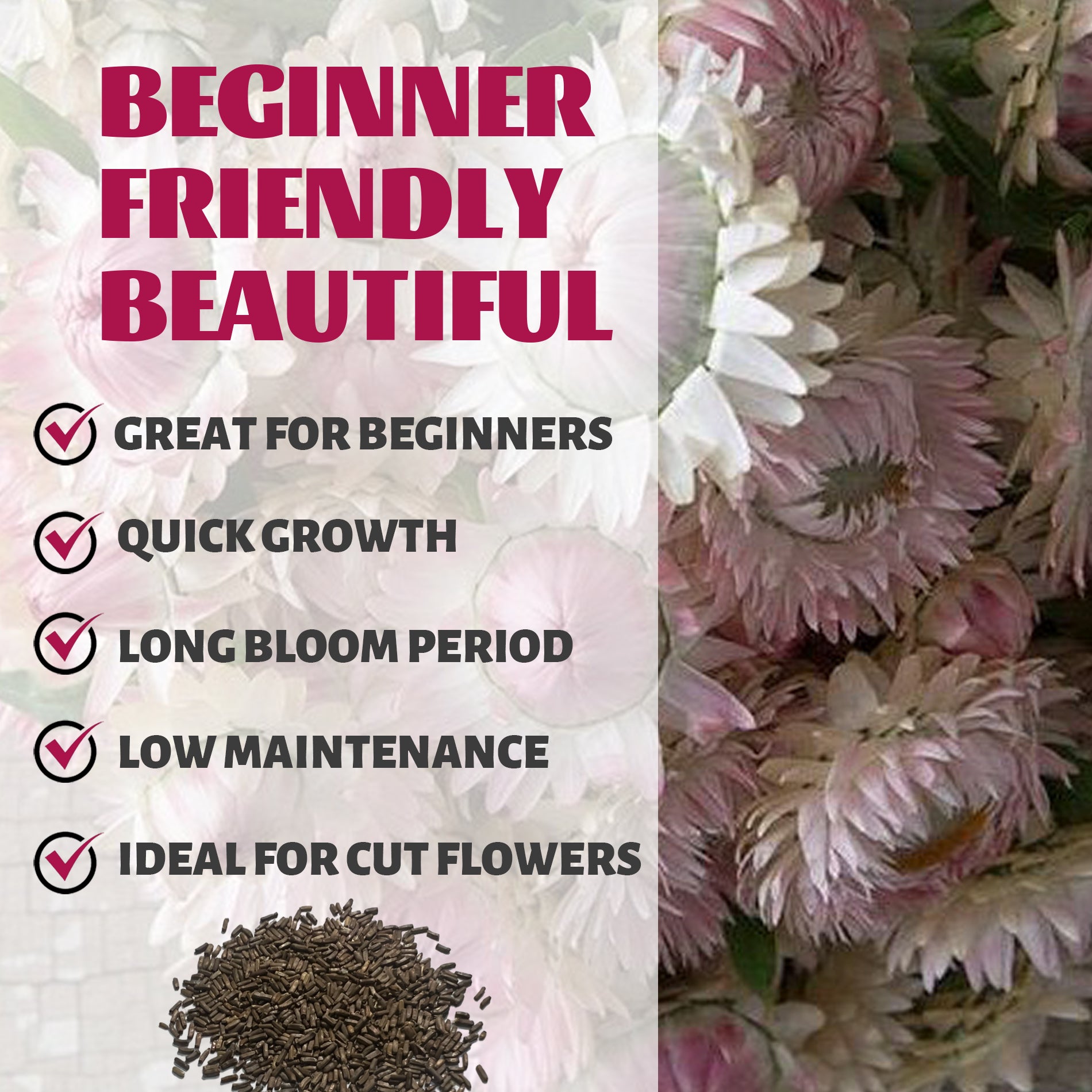 Everlasting Flower Strawflower Seeds packaging with text highlighting features like 'Great for Beginners', 'Quick Growth', 'Long Bloom Period', 'Low Maintenance', and 'Ideal for Cut Flowers'.