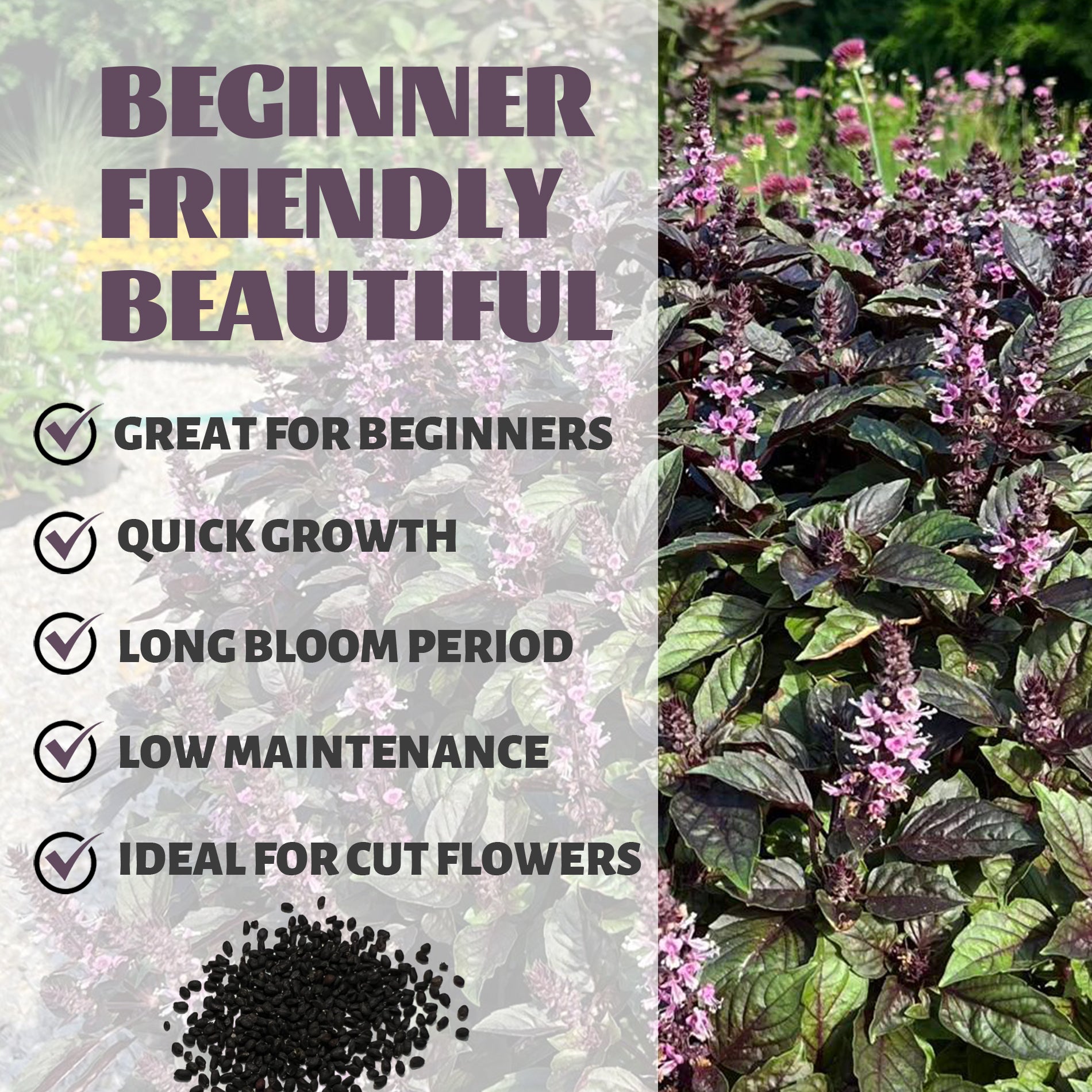 Garden scene with plants and text highlighting features like 'Beginner Friendly', 'Beautiful', 'Great for Beginners', 'Quick Growth', 'Long Bloom Period', 'Low Maintenance', and 'Ideal for Cut Flowers'.Purple Ornamental Basil Seeds