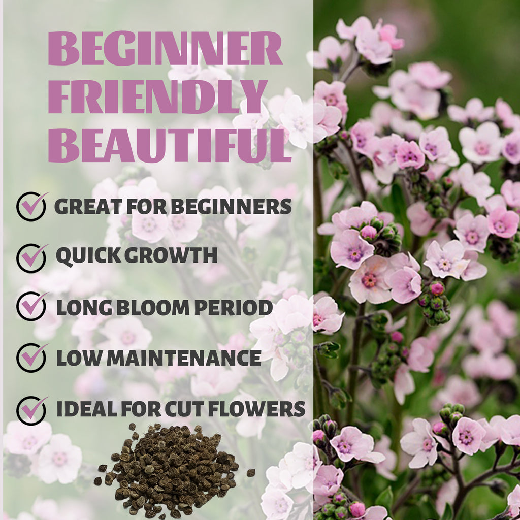 Promotional graphic for a plant Chinese Forget-Me-Not Cynoglossum Seeds packet with pink flowers, text about benefits, and a small pile of seeds.