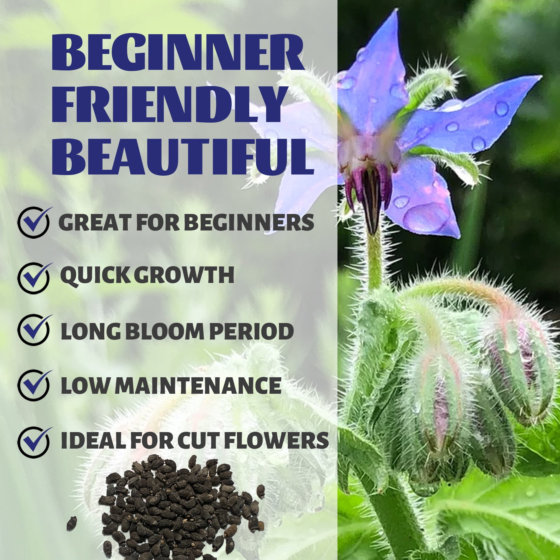 Borage plant with seeds and text highlighting features like 'Great for beginners', 'Quick growth', 'Long bloom period', 'Low maintenance', and 'Ideal for cut flowers'.Edible Blue Starflower Borage Seeds