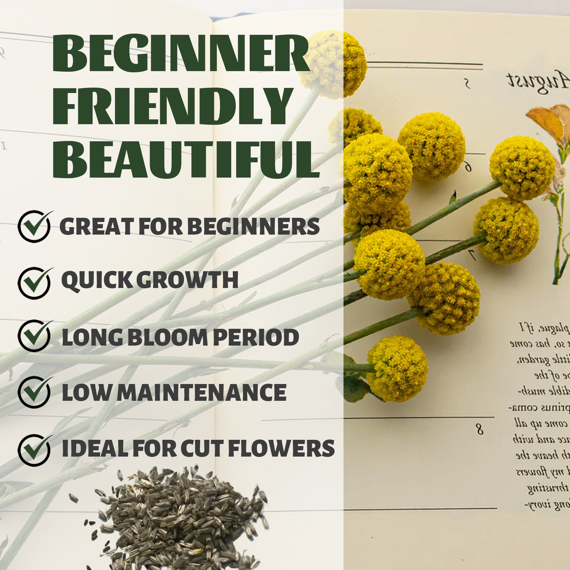 Text about plants being 'Beginner Friendly Beautiful' with images of yellow flowers and lavender.Billy Buttons Drumstick Craspedia Seeds