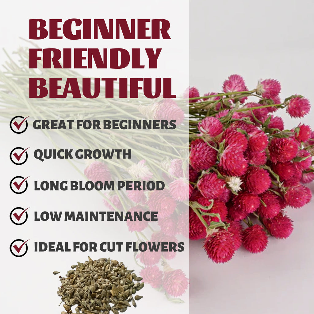 Balloons flower with text highlighting features like 'Great for beginners', 'Quick growth', 'Long bloom period', 'Low maintenance', and 'Ideal for cut flowers'.Globe Amaranth Gomphrena Seeds