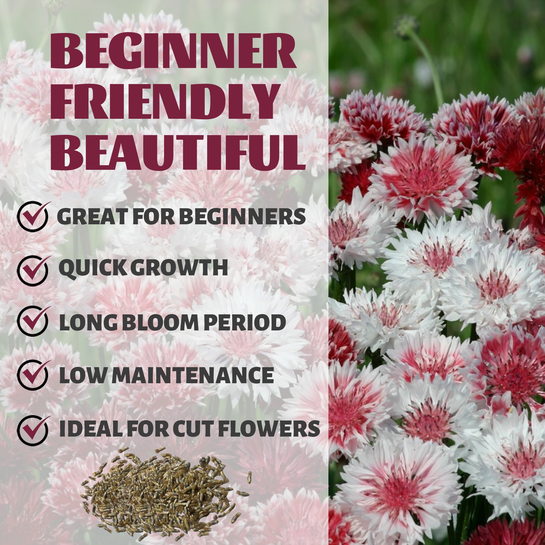 Floral arrangement with text highlighting features like 'Great for Beginners', 'Quick Growth', 'Long Bloom Period', 'Low Maintenance', and 'Ideal for Cut Flowers'.Bachelor's Button Knapweed Cornflower Centaurea Seeds