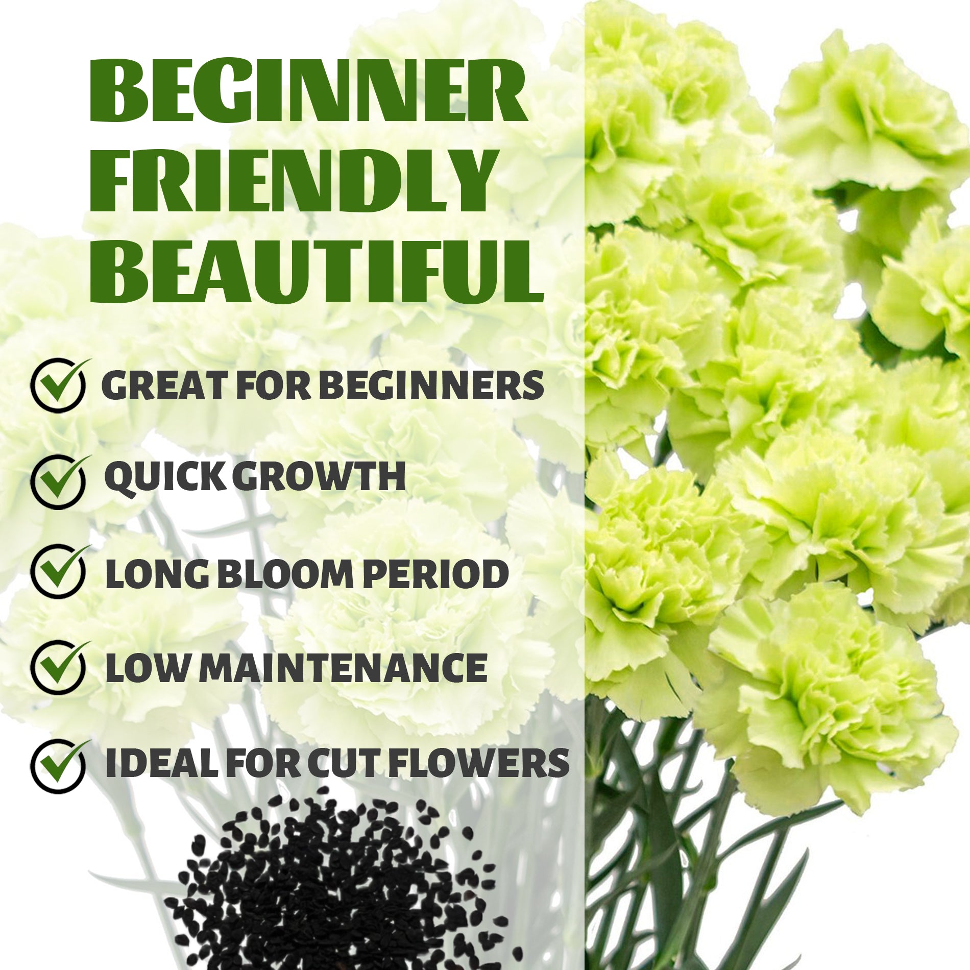 Sweet William Dianthus Seeds Green carnations with text highlighting features like 'Beginner Friendly', 'Beautiful', 'Great for Beginners', 'Quick Growth', 'Long Bloom Period', 'Low Maintenance', and 'Ideal for Cut Flowers'.
