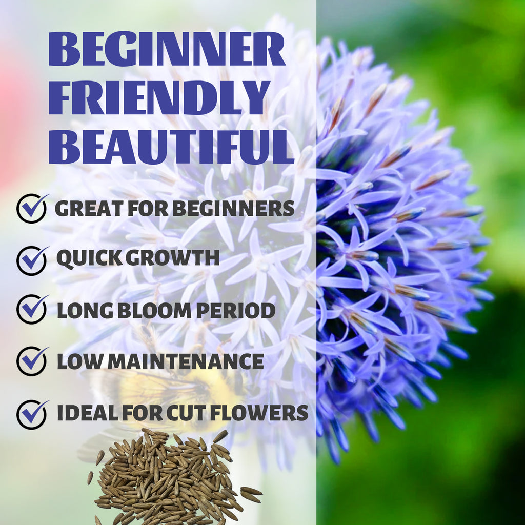 Globe Thistle Steel Blue Echinops Seeds Purple flower with text highlighting features like 'Great for Beginners', 'Quick Growth', 'Long Bloom Period', 'Low Maintenance', and 'Ideal for Cut Flowers'.