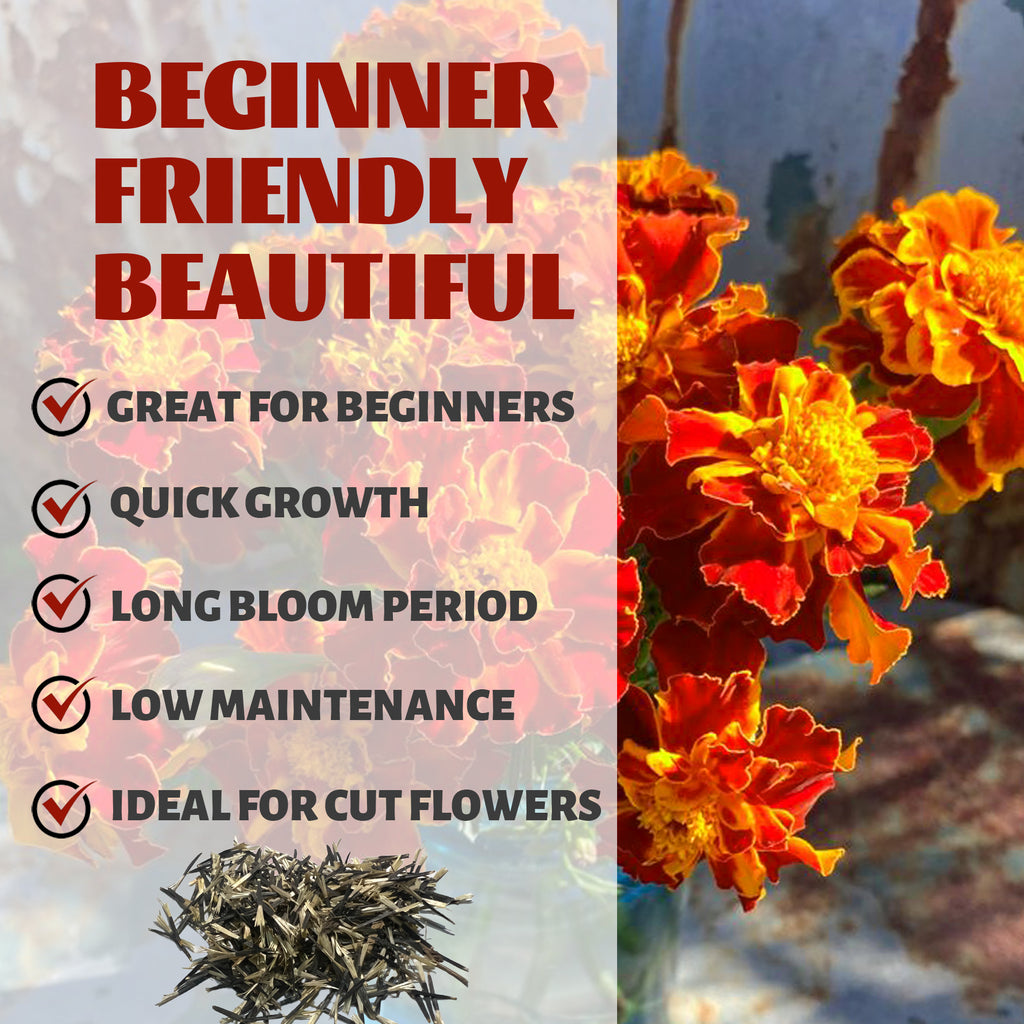 Floral arrangement with text highlighting features of a plant suitable for beginners.Queen Sophia Marigold Seeds