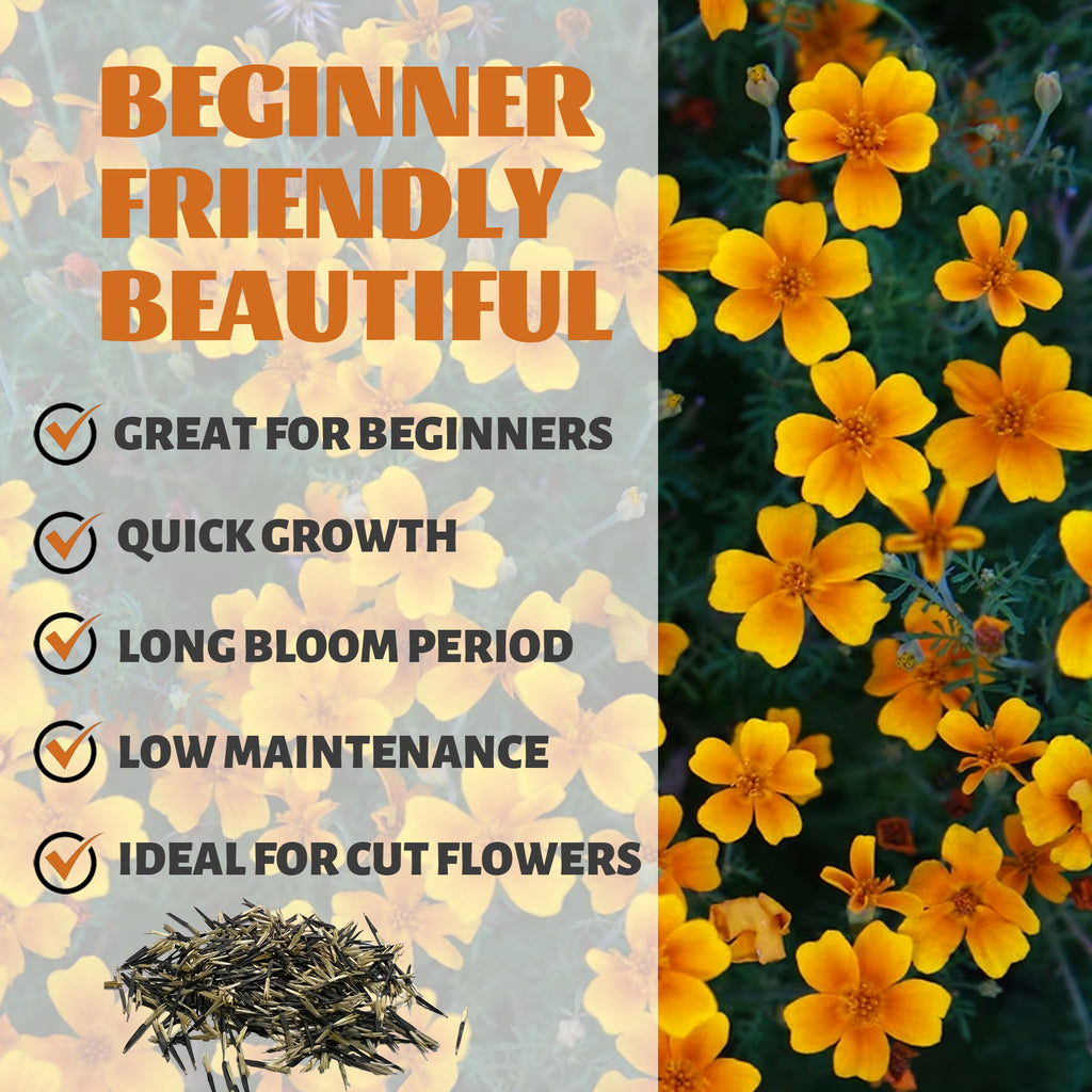 Tangerine Gem Marigold Seed Yellow flowers with text about plant characteristics on a gray background