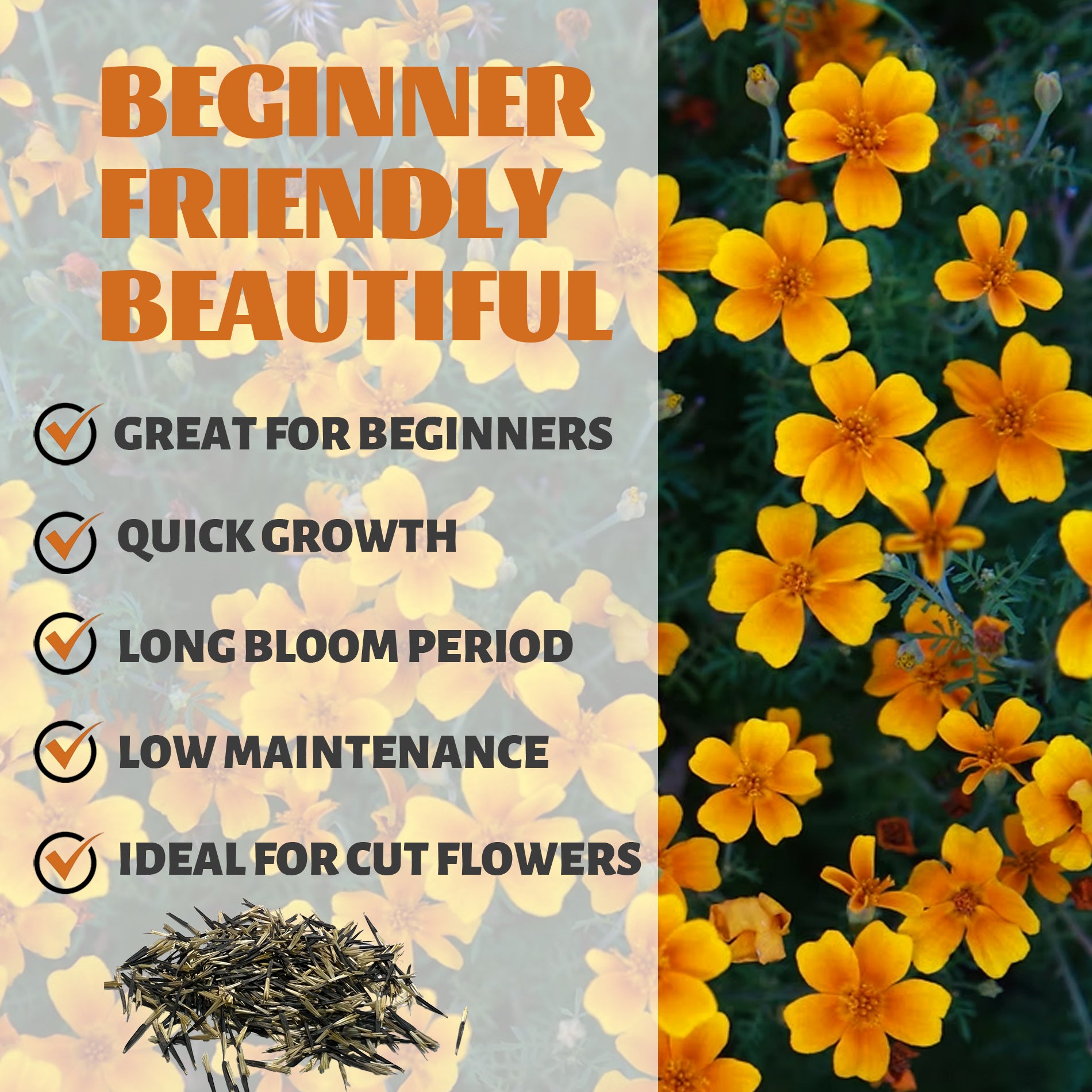 Tangerine Gem Marigold Seed Yellow flowers with text about plant characteristics on a gray background