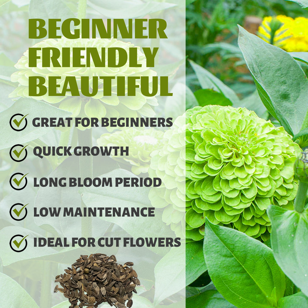Elegant Cut & Come Again Zinnia Seeds Green flowers with text highlighting features like 'Great for Beginners', 'Quick Growth', 'Long Bloom Period', 'Low Maintenance', and 'Ideal for Cut Flowers'.