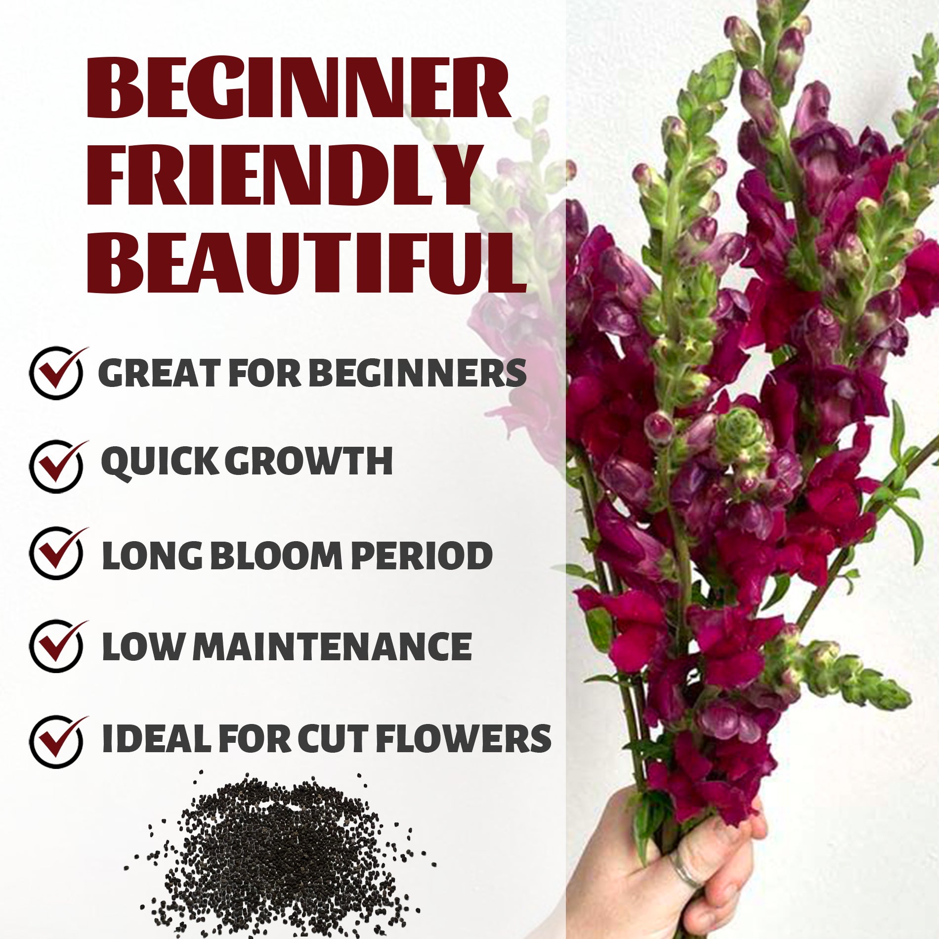 Bouquet of Tall Antirrhinum Snapdragon Seeds purple flowers held by a hand with text about the plants' features on a white background.