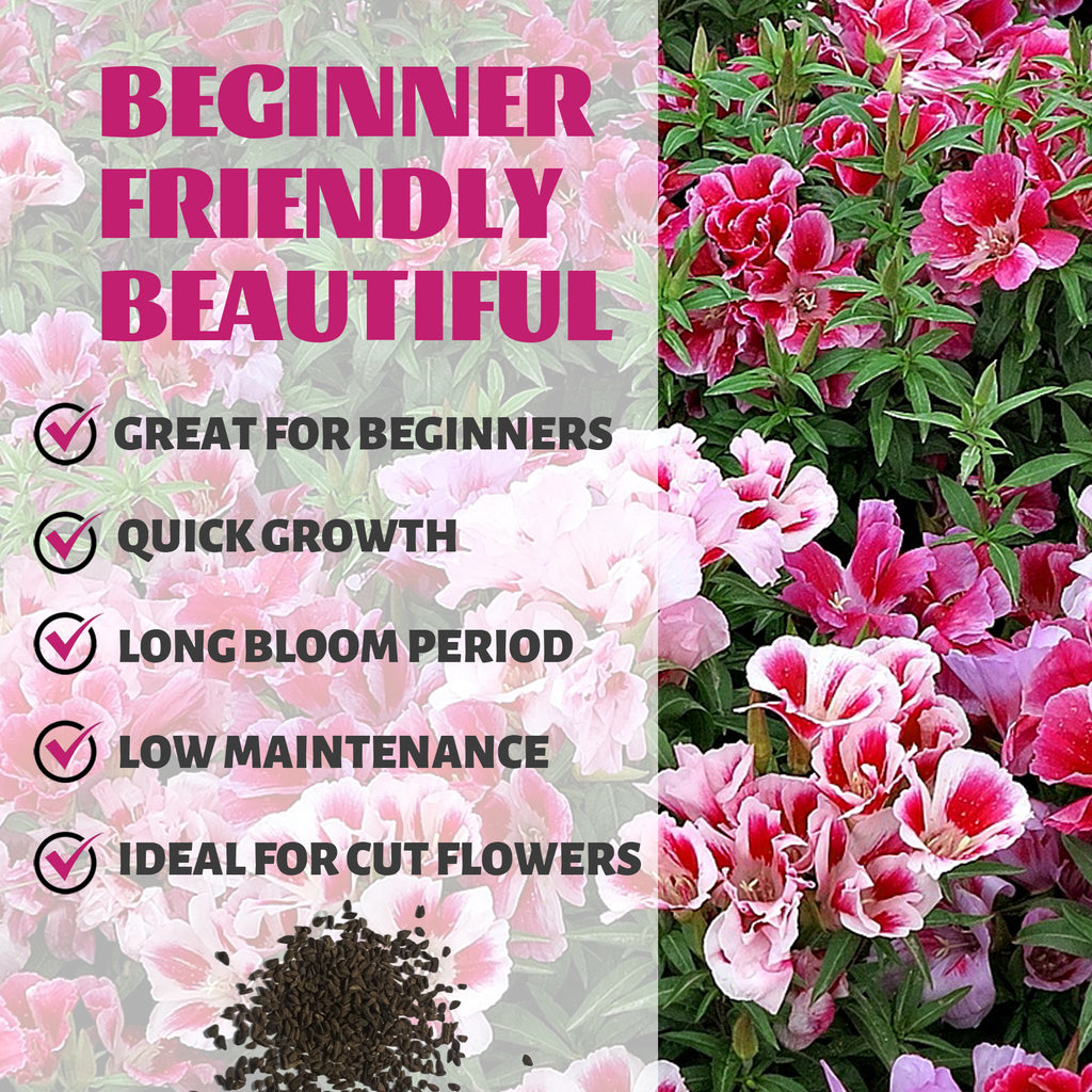 Pink and white flowers with text highlighting features like 'Great for Beginners', 'Quick Growth', 'Long Bloom Period', 'Low Maintenance', and 'Ideal for Cut Flowers'.Mountain Garland Clarkia Seeds