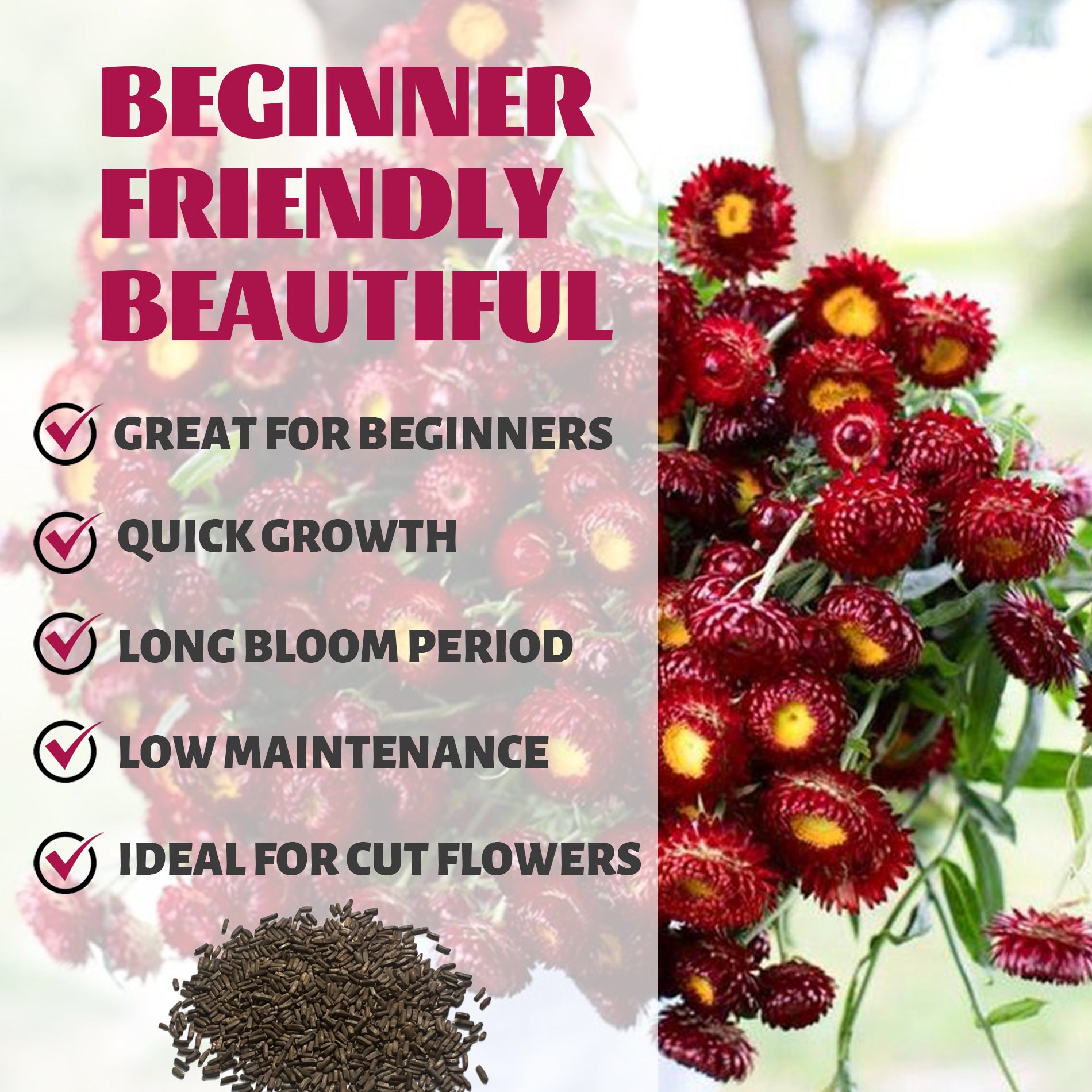 Bouquet of Everlasting Flower Strawflower Seeds red flowers with text highlighting features like 'Great for Beginners', 'Quick Growth', 'Long Bloom Period', 'Low Maintenance', and 'Ideal for Cut Flowers'.