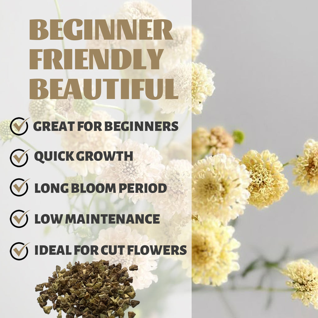 Floral arrangement with text highlighting features like 'Great for beginners', 'Quick growth', 'Long bloom period', 'Low maintenance', and 'Ideal for cut flowers'.Pincushion Flower Scabiosa Seeds