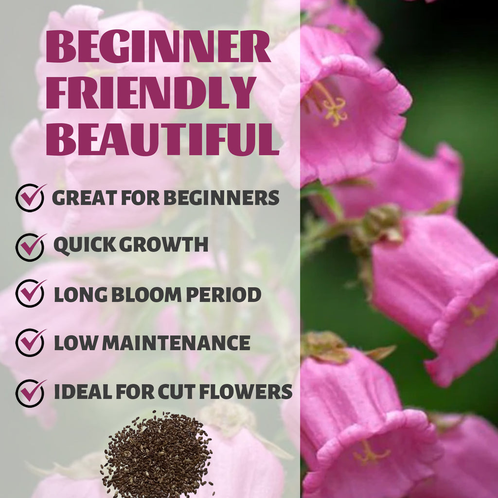 Bellflower Campanula Seeds Pink flowers with text highlighting features like 'Great for Beginners', 'Quick Growth', 'Long Bloom Period', 'Low Maintenance', and 'Ideal for Cut Flowers'.
