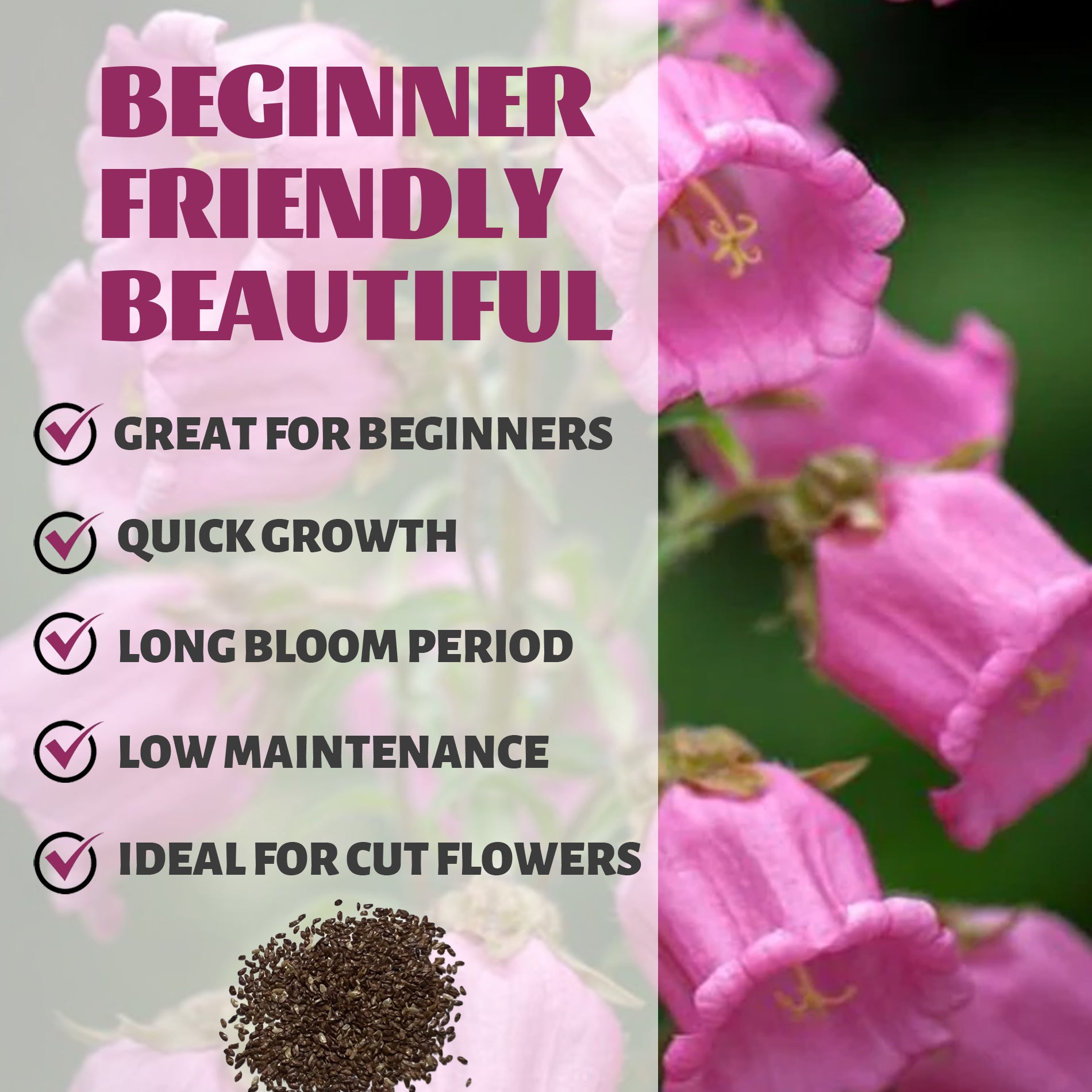 Bellflower Campanula Seeds Pink flowers with text highlighting features like 'Great for Beginners', 'Quick Growth', 'Long Bloom Period', 'Low Maintenance', and 'Ideal for Cut Flowers'.