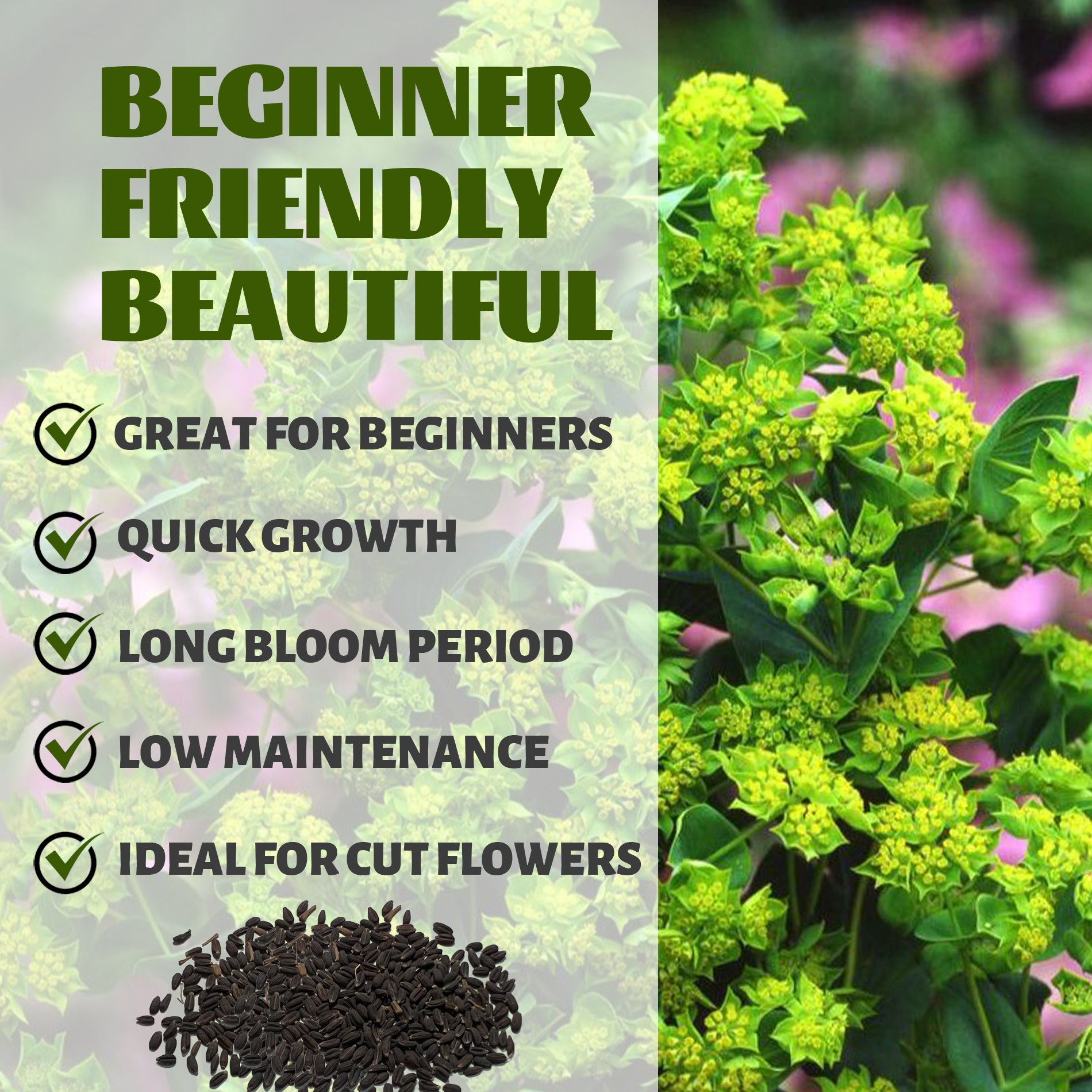 Green plant with text highlighting features like 'Great for Beginners', 'Quick Growth', 'Long Bloom Period', 'Low Maintenance', and 'Ideal for Cut Flowers'.Green Gold Hare's Ear Filler Bupleurum Seeds