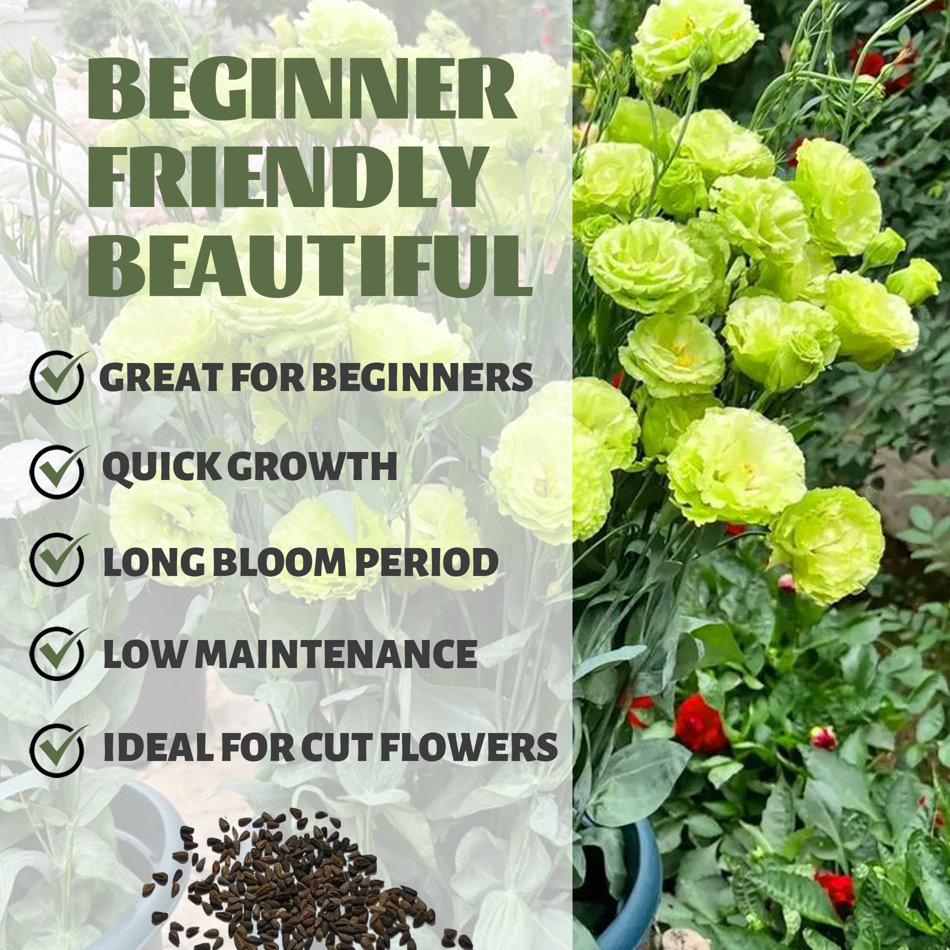 Double Rose Varieties Lisianthus Seeds Green flowers with text highlighting features like 'Beginner Friendly', 'Beautiful', 'Great for Beginners', 'Quick Growth', 'Long Bloom Period', 'Low Maintenance', and 'Ideal for Cut Flowers'.