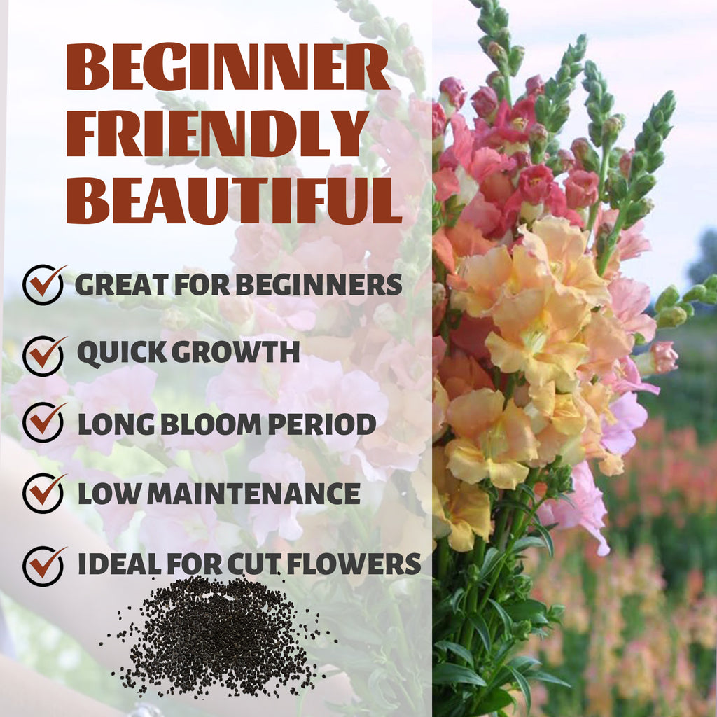Floral arrangement with text highlighting features like 'Great for Beginners', 'Quick Growth', 'Long Bloom Period', 'Low Maintenance', and 'Ideal for Cut Flowers'.Tall Antirrhinum Snapdragon Seeds