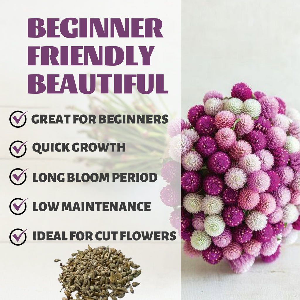 Bouquet of pink and white flowers with text highlighting features on a white background.Globe Amaranth Gomphrena Seeds