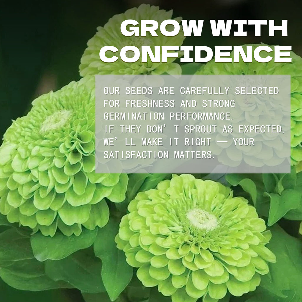 Elegant Cut & Come Again Zinnia Seeds Green flowers with text overlay about confidence and satisfaction in a seed company's message.