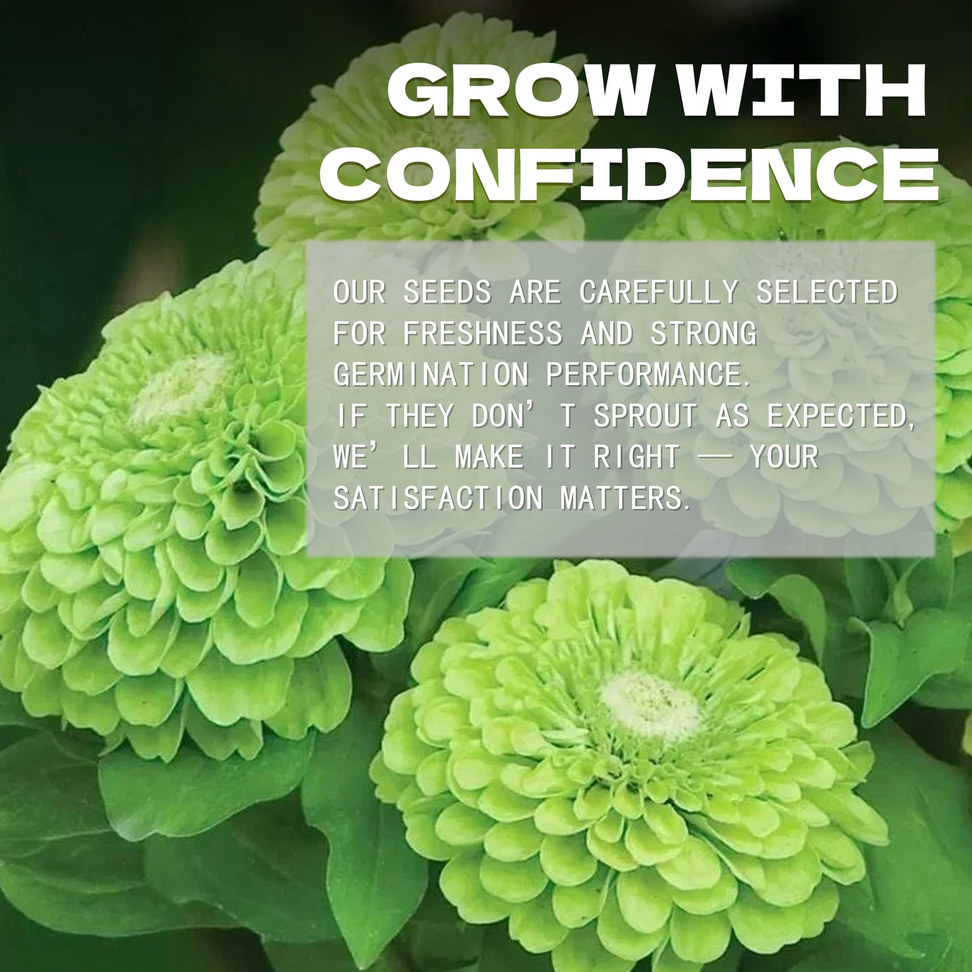 Elegant Cut & Come Again Zinnia Seeds Green flowers with text overlay about confidence and satisfaction in a seed company's message.