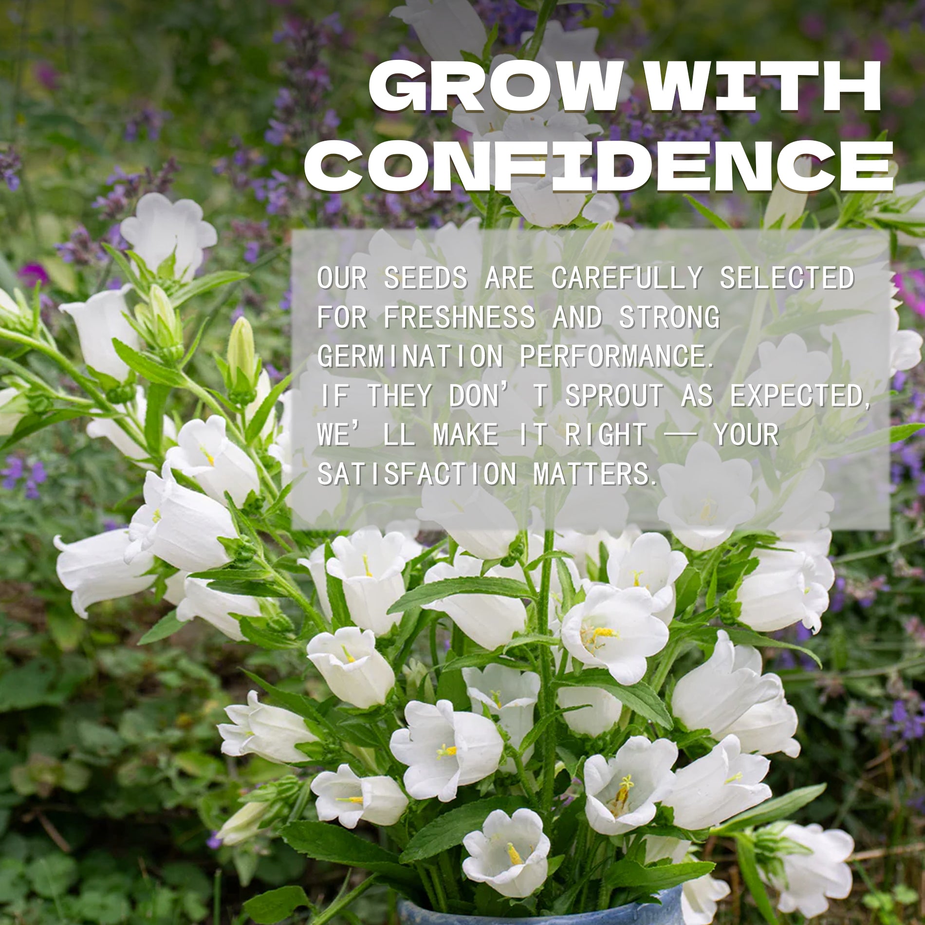 Bellflower Campanula Seeds White flowers with text overlay about confidence and satisfaction in a garden setting