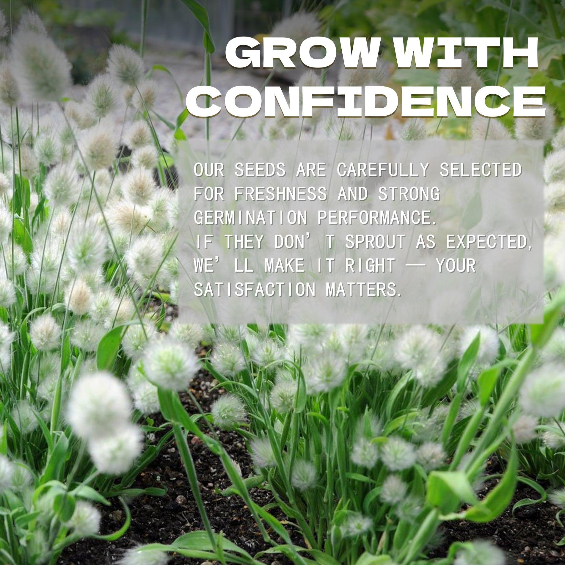 White flowers with text overlay about confidence and satisfaction in a garden setting.Feathertop Ornamental Grass Seeds