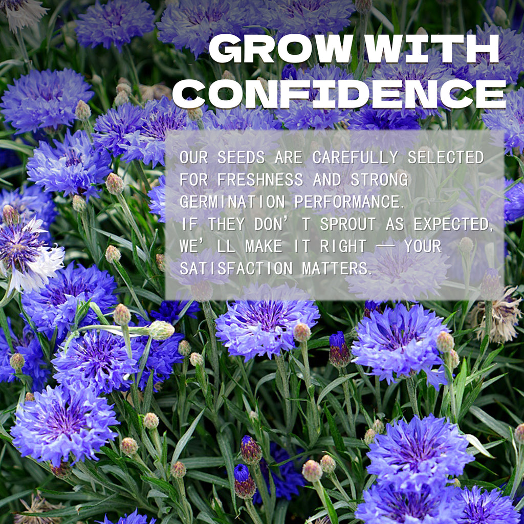 Purple flowers with a text overlay about confidence and satisfaction in Bachelor's Button Knapweed Cornflower Centaurea Seeds.