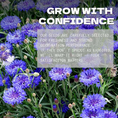 Purple flowers with a text overlay about confidence and satisfaction in Bachelor's Button Knapweed Cornflower Centaurea Seeds.