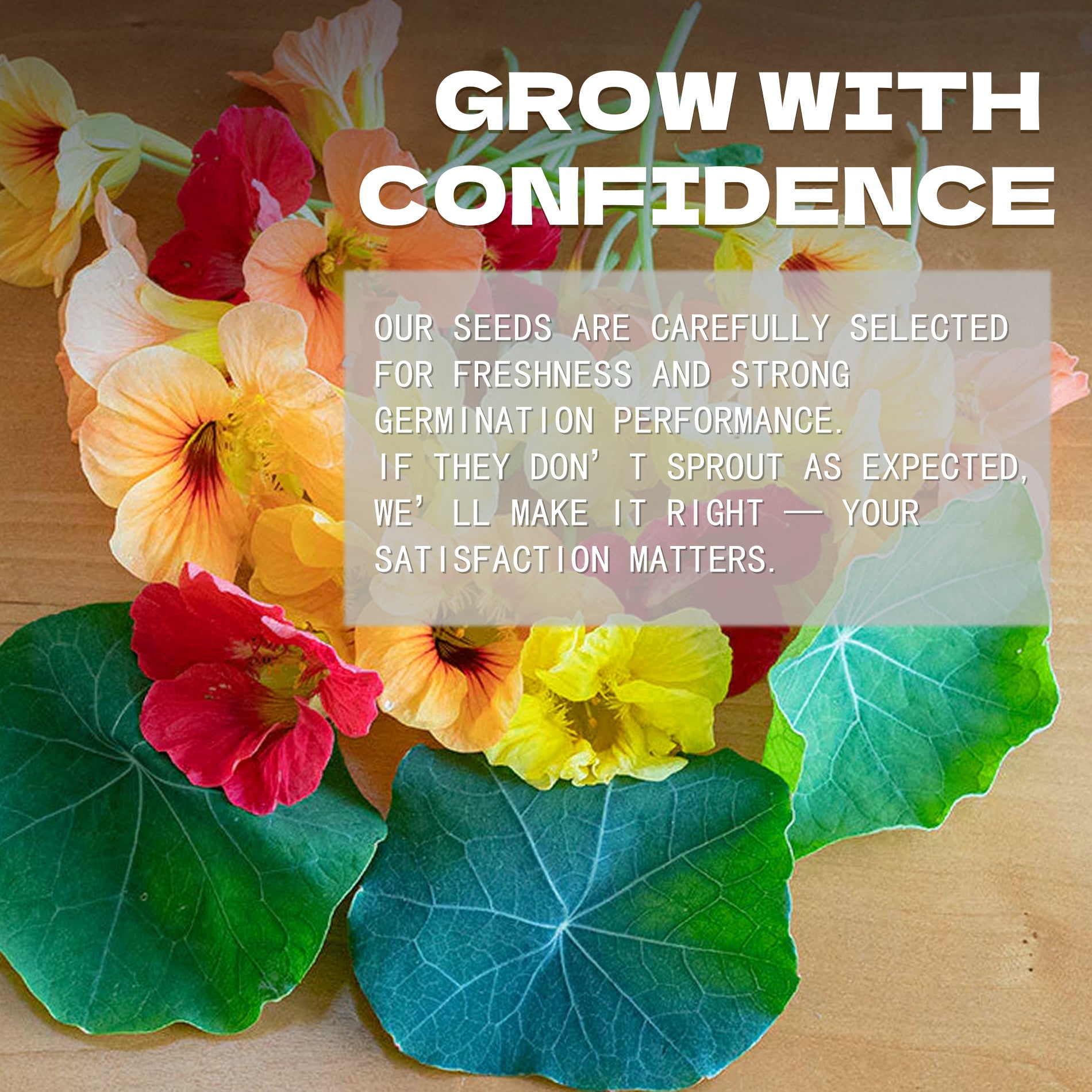 Indian Cress Nasturtium Seeds Colorful flowers with a promotional message about seed selection and satisfaction guarantee on a wooden background.