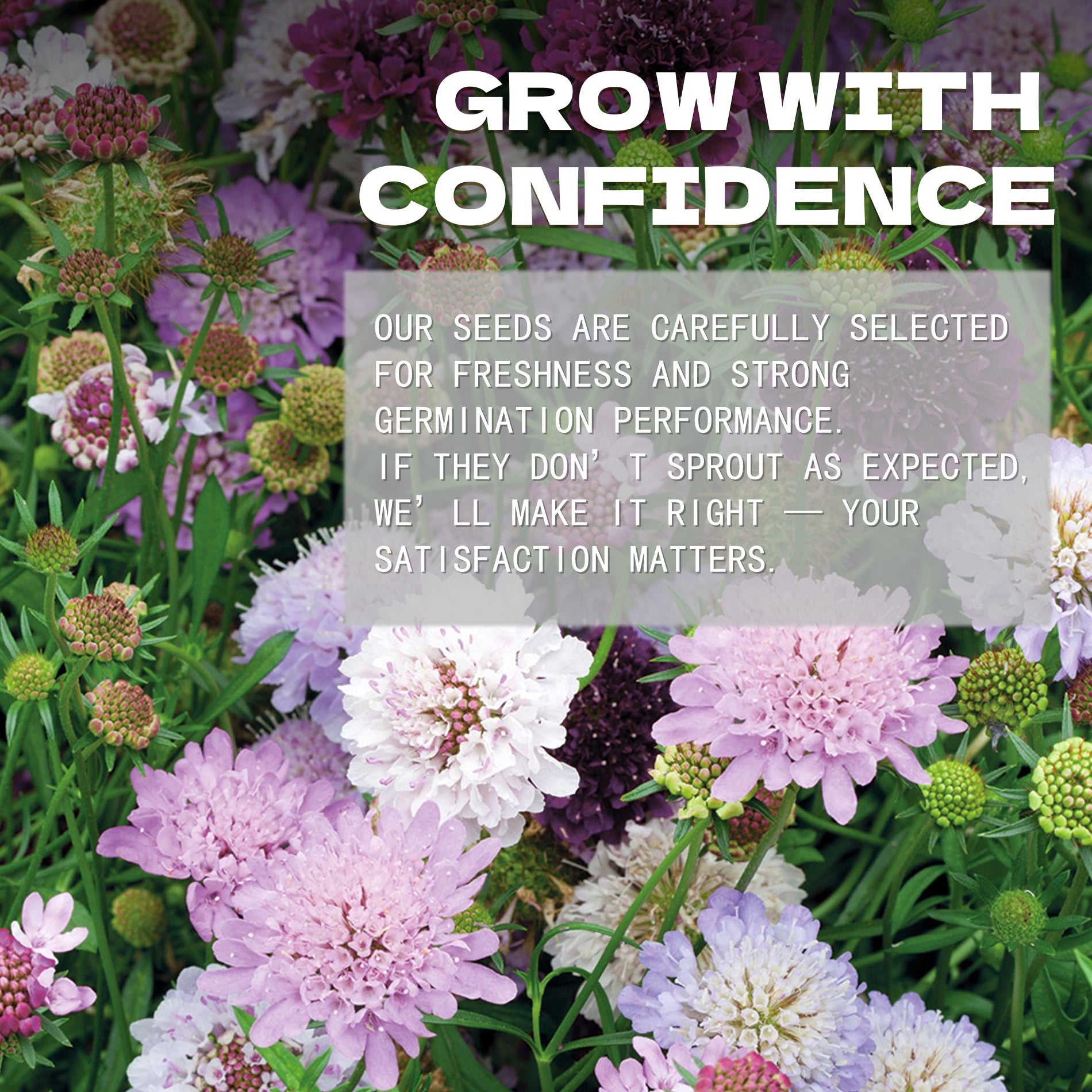 Pincushion Flower Scabiosa Seeds Floral background with text overlay 'Grow with Confidence' and promotional message.