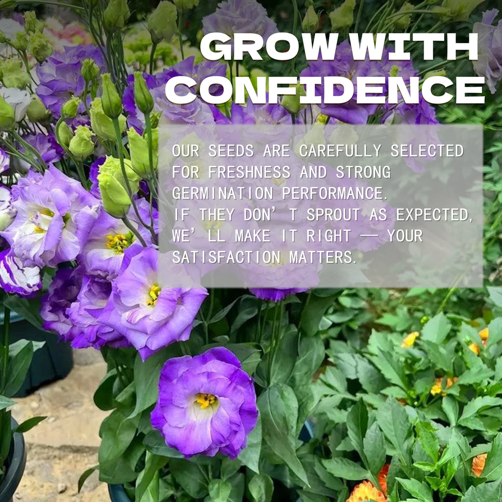 Purple flowers with a promotional message about Double Rose Varieties Lisianthus Seeds selection and satisfaction guarantee.