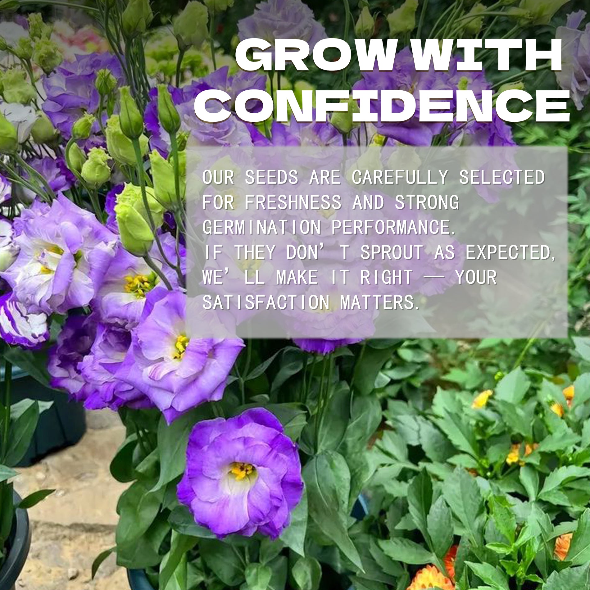 Purple flowers with a promotional message about Double Rose Varieties Lisianthus Seeds selection and satisfaction guarantee.