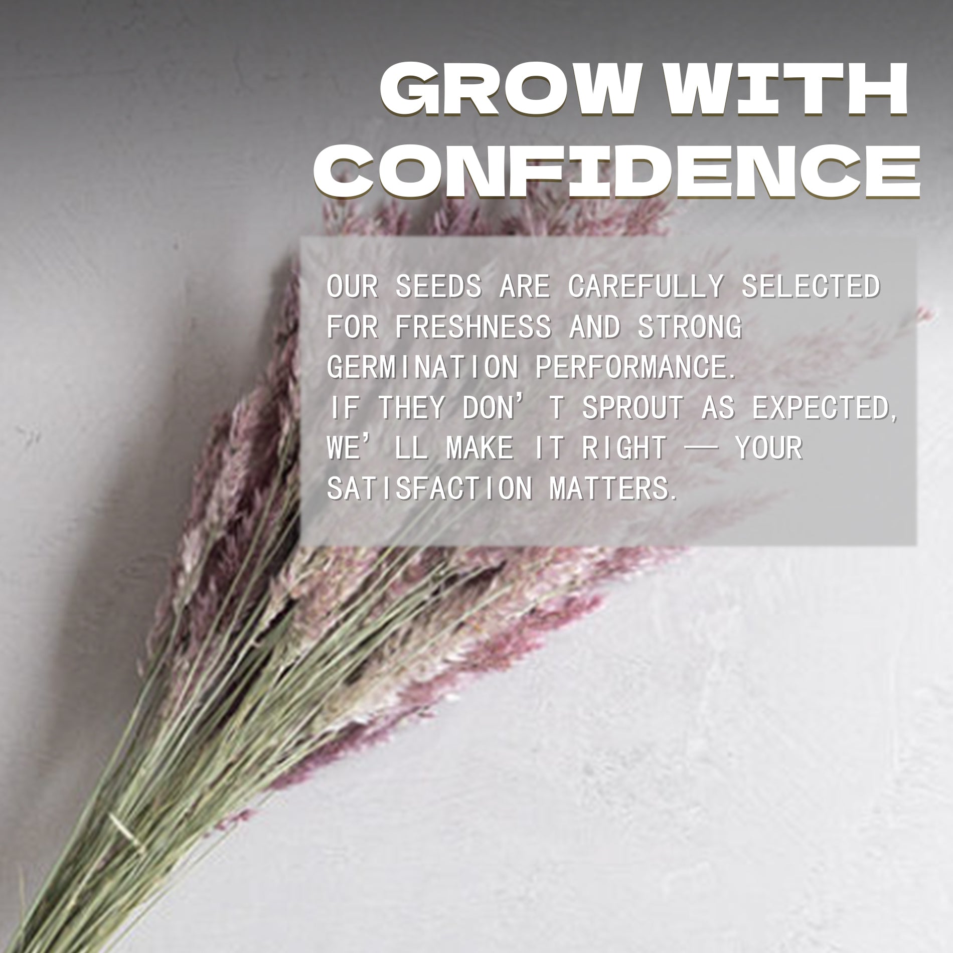 Savannah Grass Ornamental Grass Seeds Dried flowers with a motivational quote on a light background