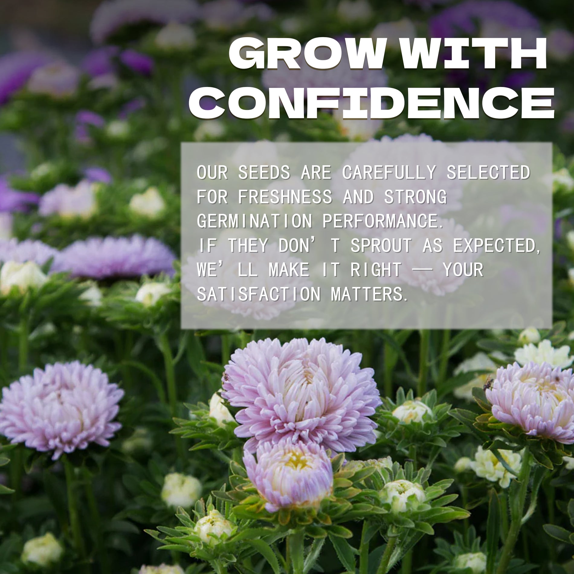 Floral garden with text overlay about China Aster Seeds Cut Flower  selection and satisfaction guarantee