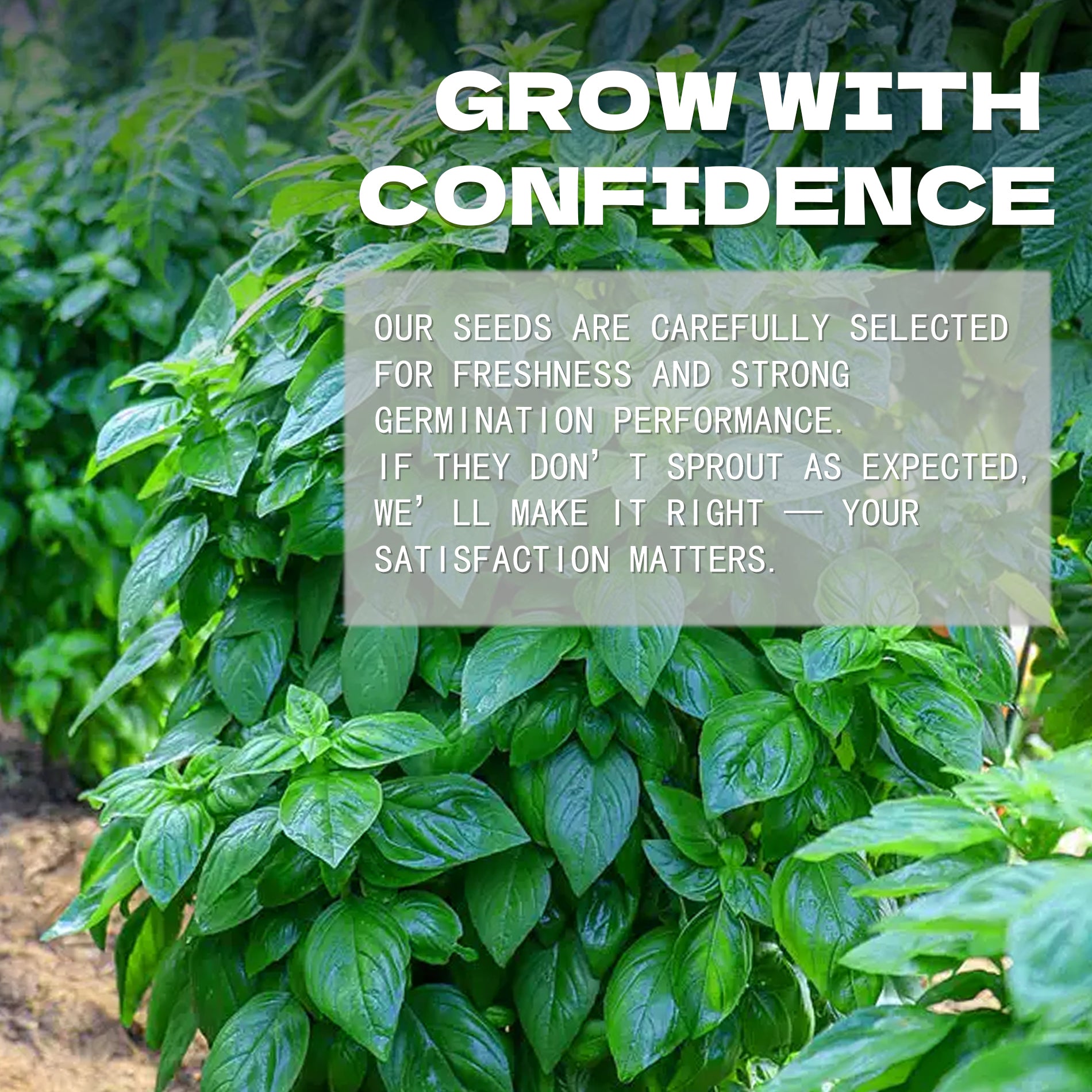 Green plants with text overlay about Green Ornamental Basil Seeds 200Pcs selection and satisfaction guarantee