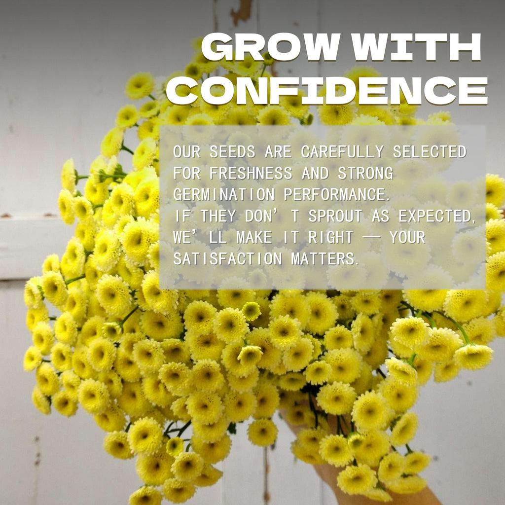 Bouquet of Feverfew Golden Chamomile Matricaria Seeds yellow flowers with text overlay on a light background