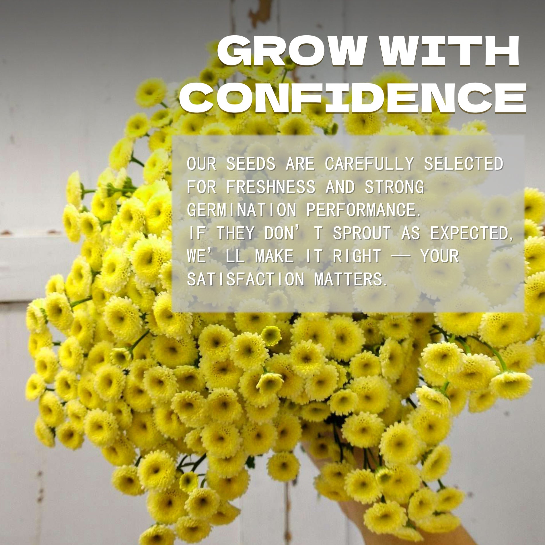 Bouquet of Feverfew Golden Chamomile Matricaria Seeds yellow flowers with text overlay on a light background