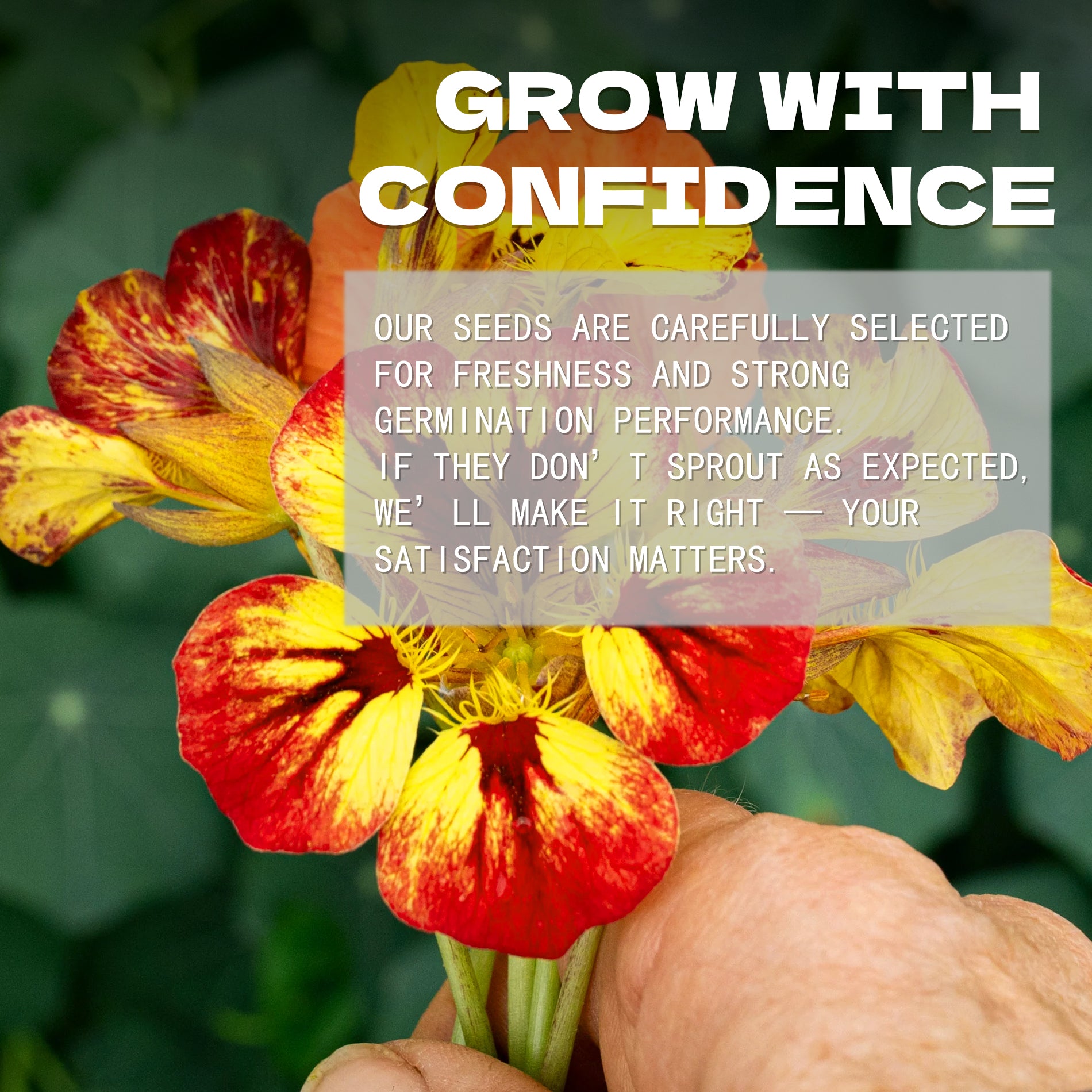 Hand holding a bunch of Indian Cress Nasturtium Seeds red and yellow flowers with text overlay about confidence and satisfaction.