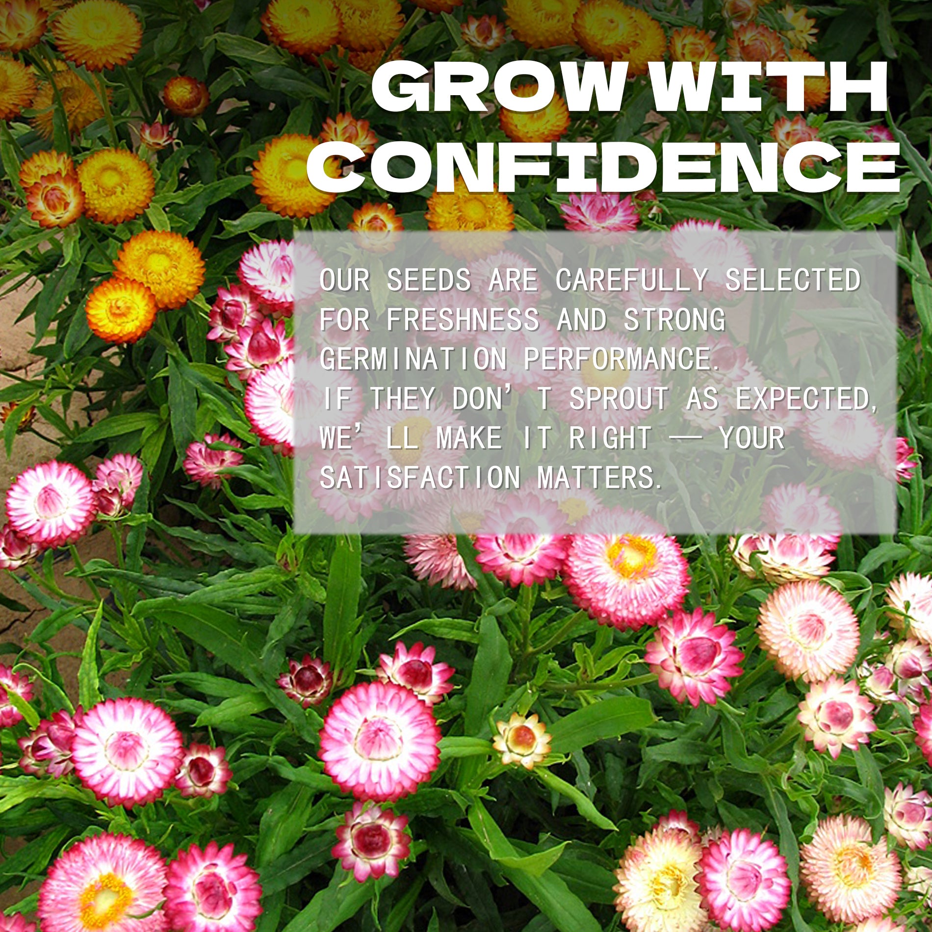 Everlasting Flower Strawflower Seeds Floral background with text overlay about growing seeds with confidence