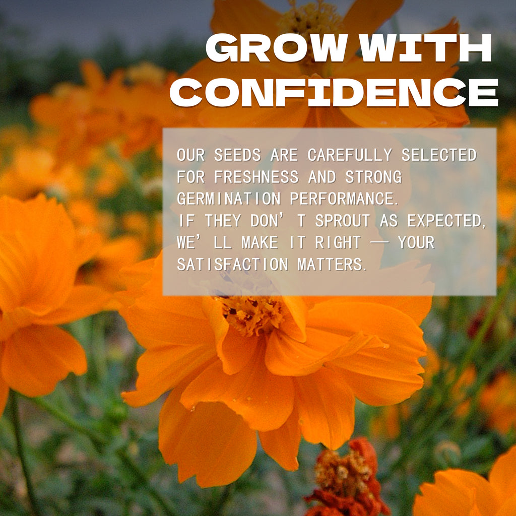 Orange flowers with text overlay about confidence and satisfaction in a seed company's message.Mexican Aster Cosmos Seeds