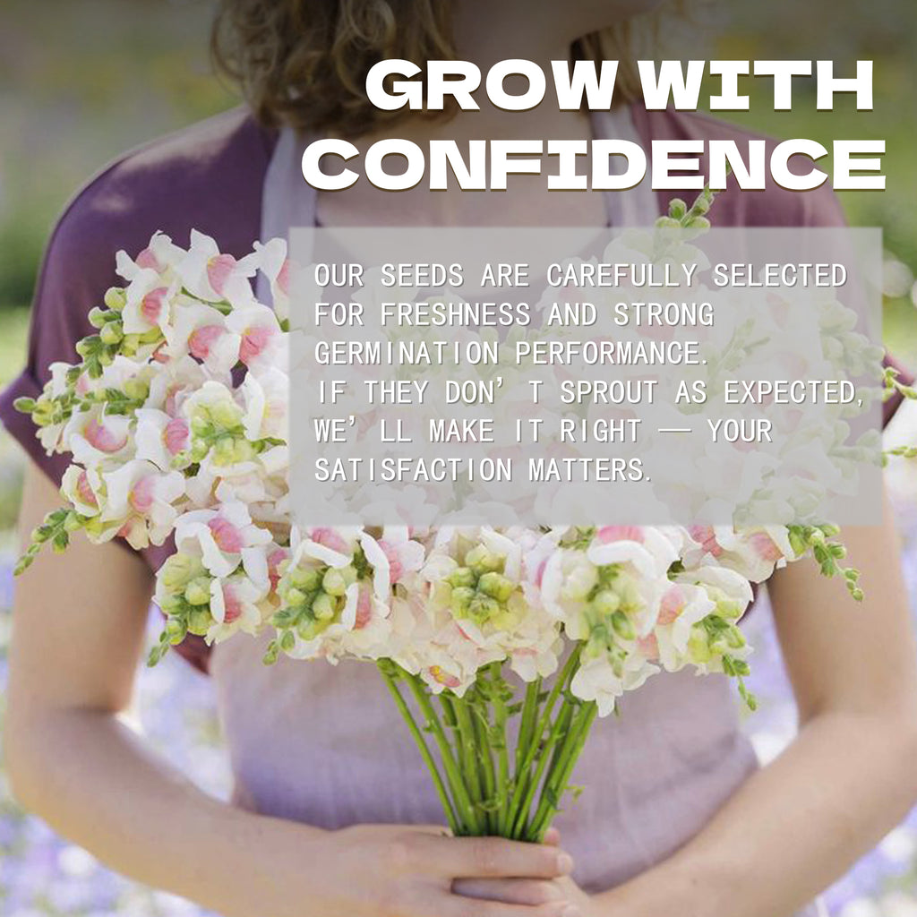 Person holding Tall Antirrhinum Snapdragon Seeds flowers with promotional text overlay
