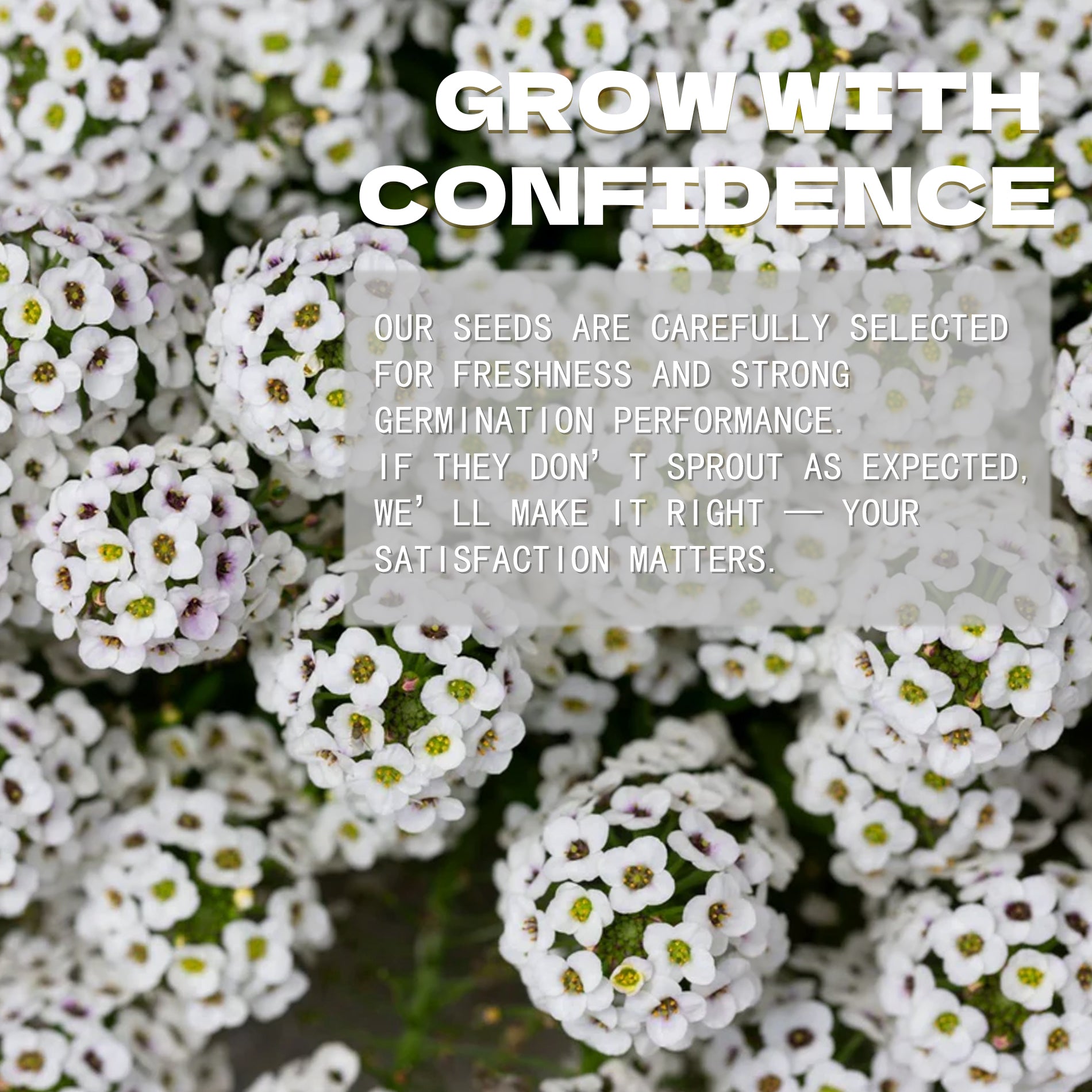 Sweet Alyssum Groundcover White Alyssum Seeds White flowers with a text overlay about growing seeds with confidence.