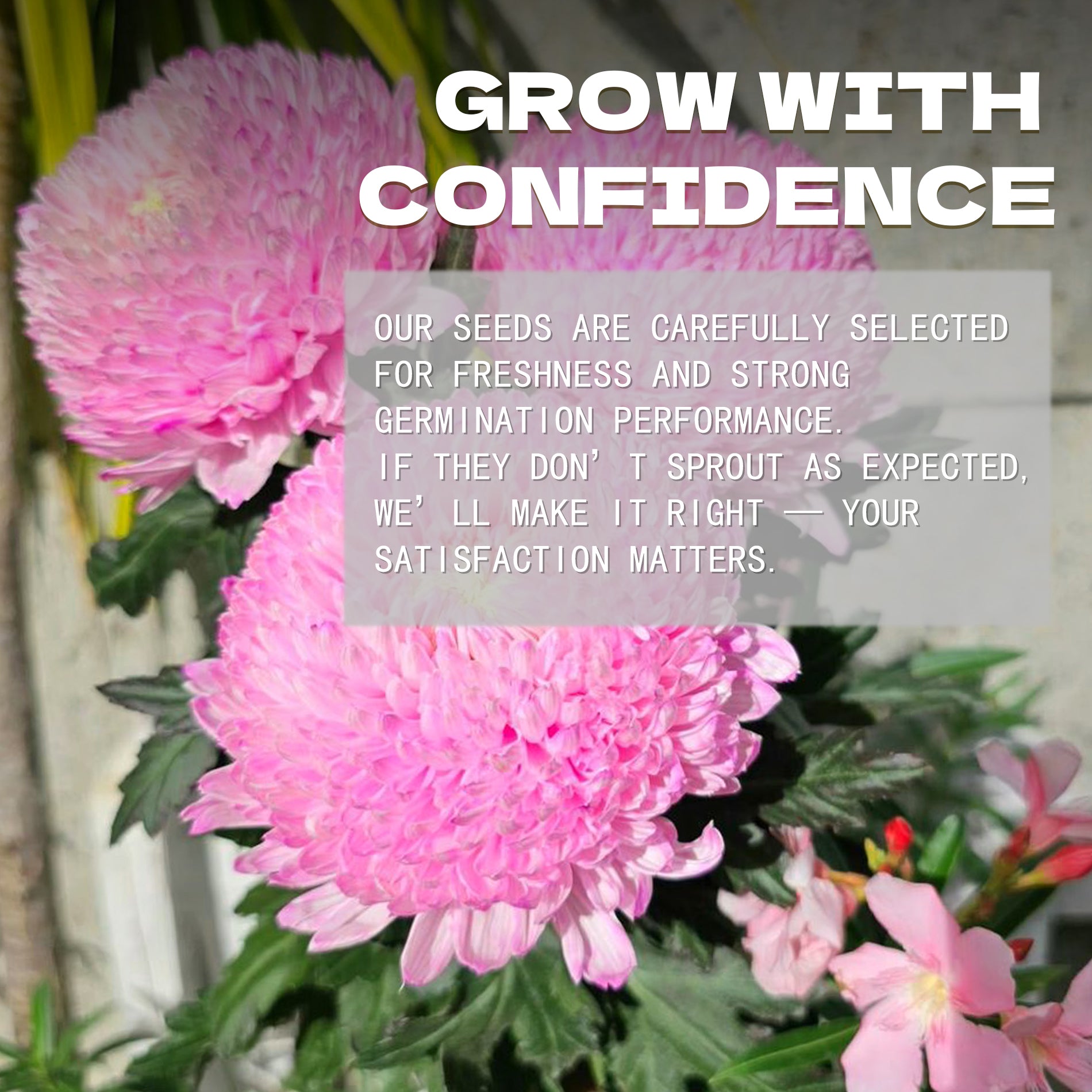  China Aster Seeds Pink flowers with a promotional message about seed selection and satisfaction guarantee.