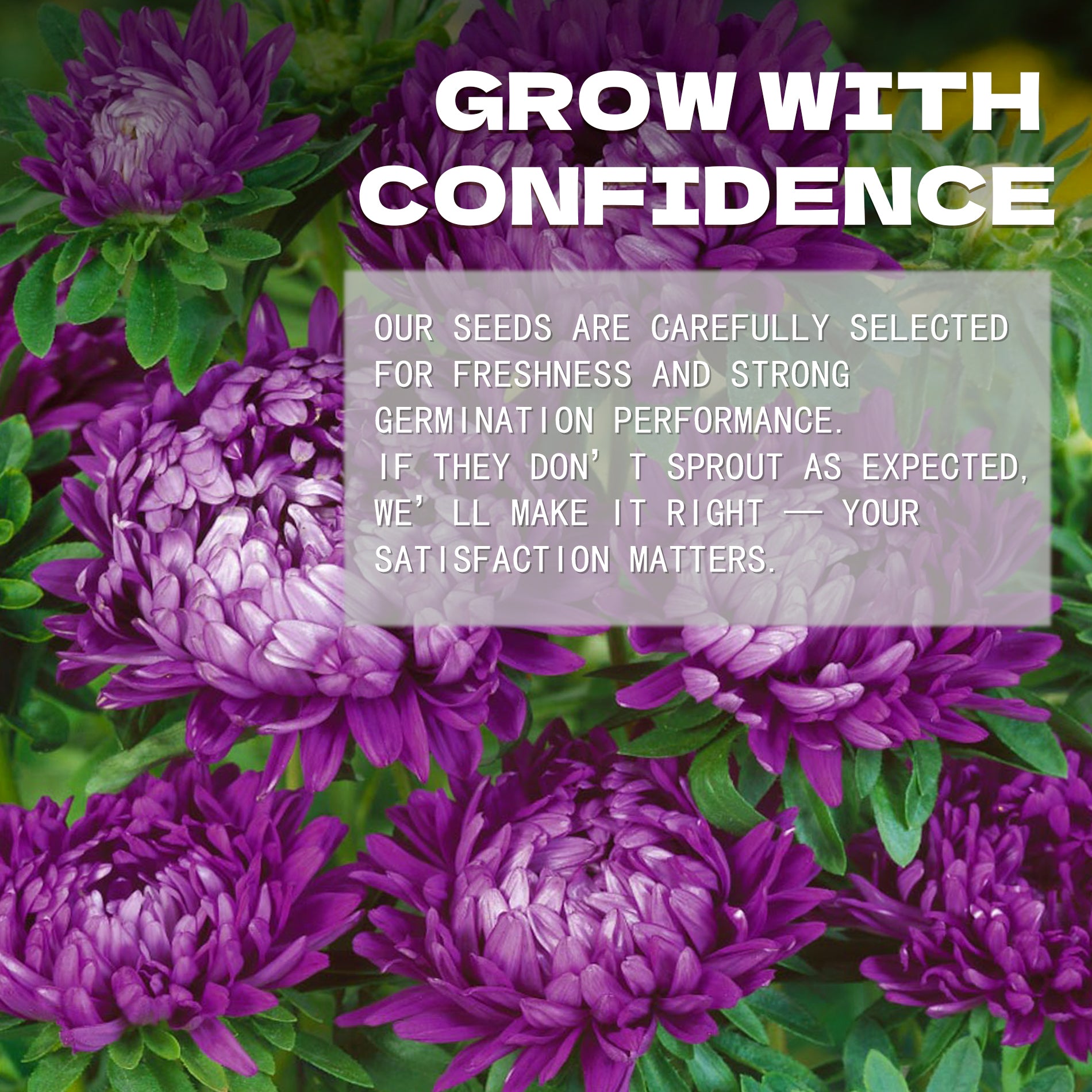 Cut Flower China Aster Seeds  Purple flowers with a text overlay about growing seeds with confidence.