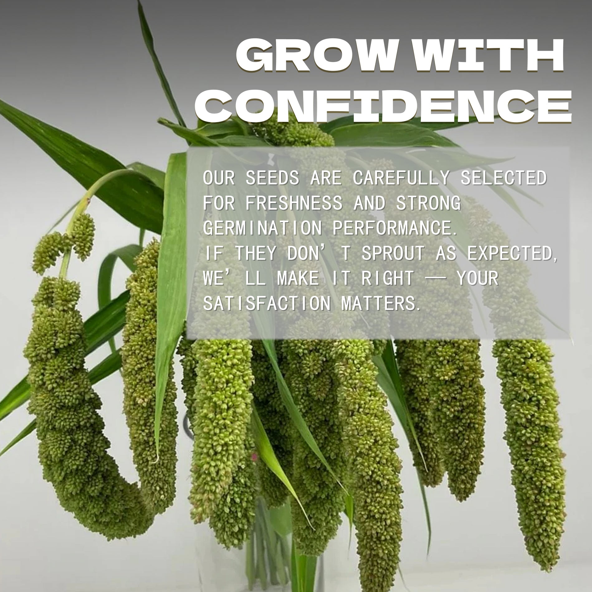 Green plants with a promotional message about Highlander Ornamental Grass Seeds selection and satisfaction guarantee.
