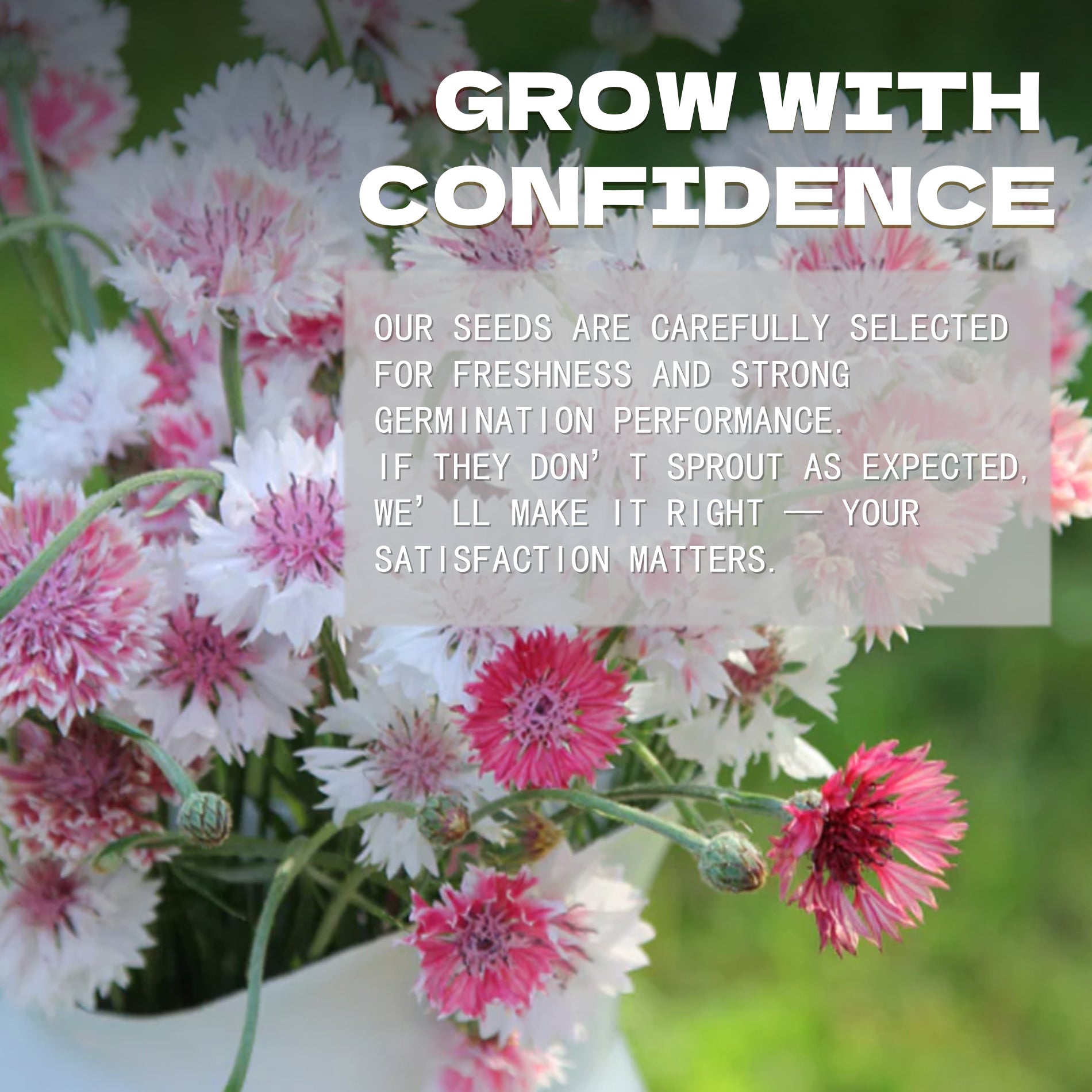 Floral arrangement with text overlay 'Grow with Confidence' on a blurred floral background.Bachelor's Button Knapweed Cornflower Centaurea Seeds
